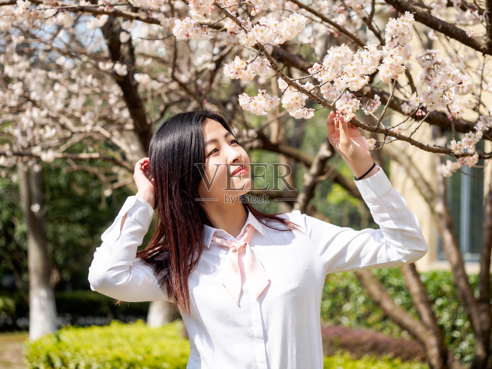 亚洲女学生的肖像在校服日本风格，微笑在盛开的樱花树早午餐在春天的花园，美丽，夏天，情感，表达和人们的概念。照片摄影图片