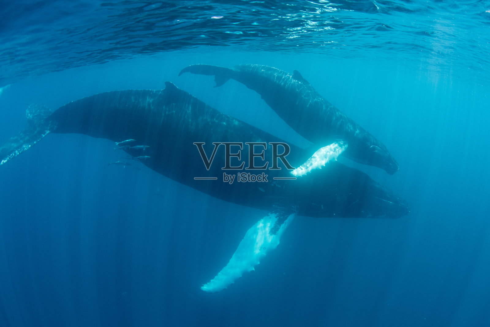 加勒比海的座头鲸照片摄影图片