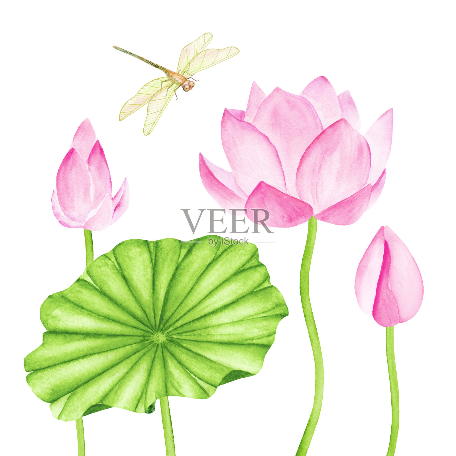 美丽的粉红色荷花和可爱的蜻蜓。水彩插图。设计元素图片