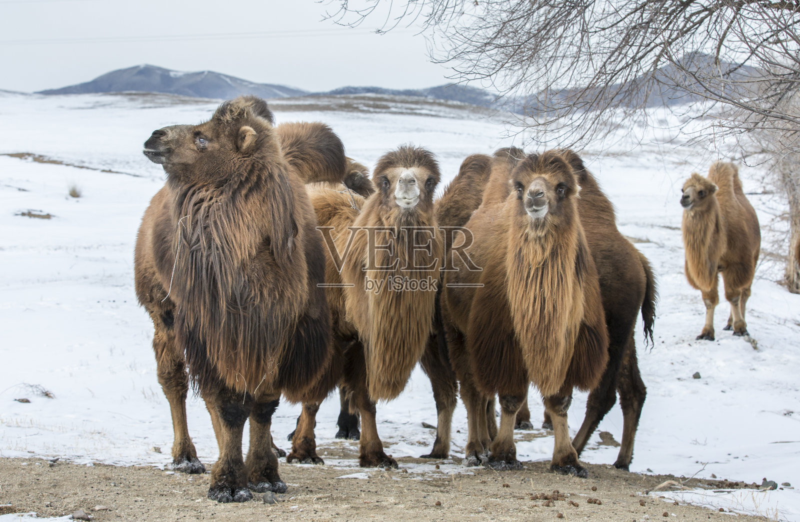 行走在蒙古北部冬季景色中的双峰驼照片摄影图片