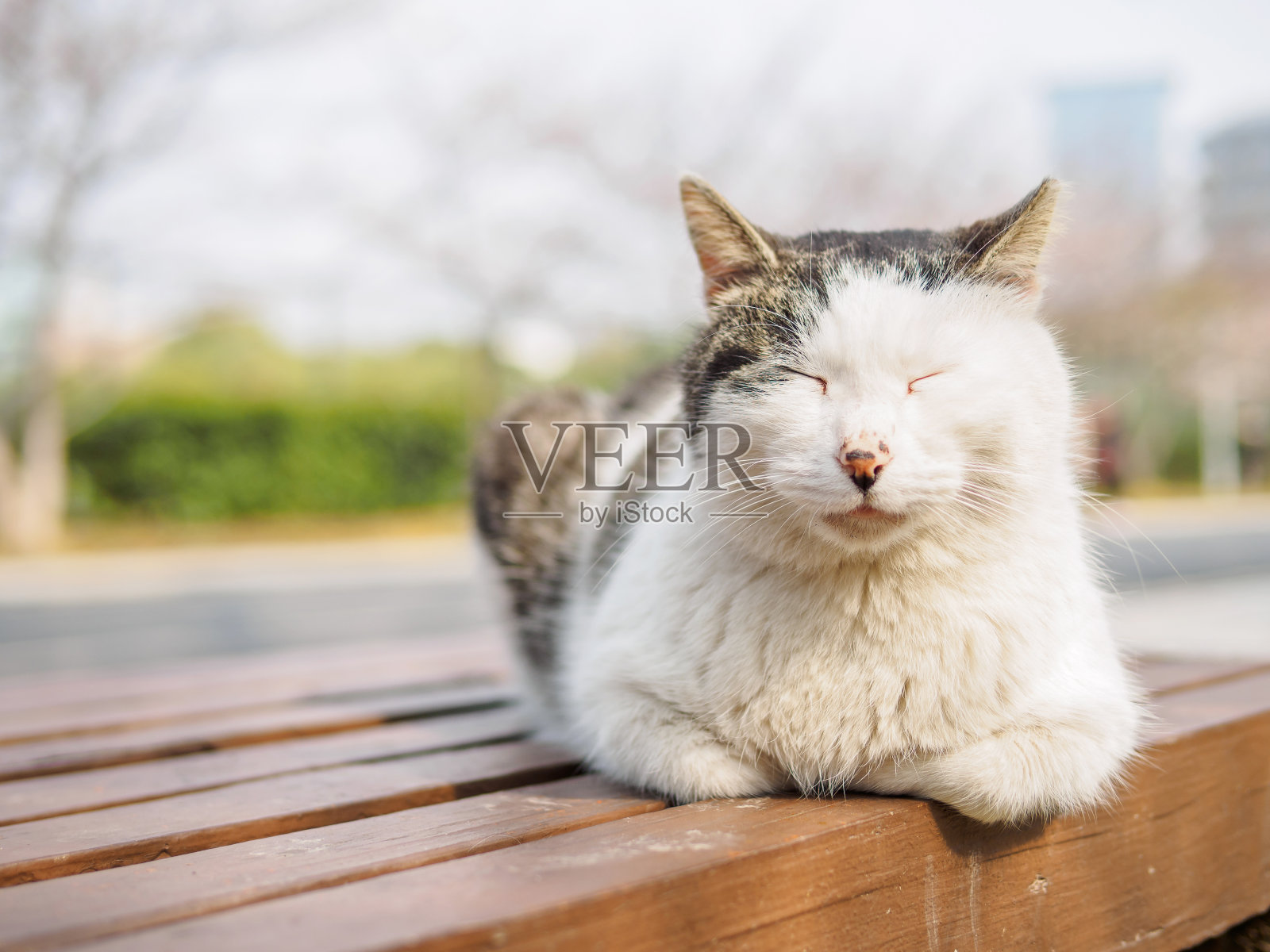 可爱的小猫躺在公园的长椅上，表情舒适，享受阳光，做个好梦。照片摄影图片