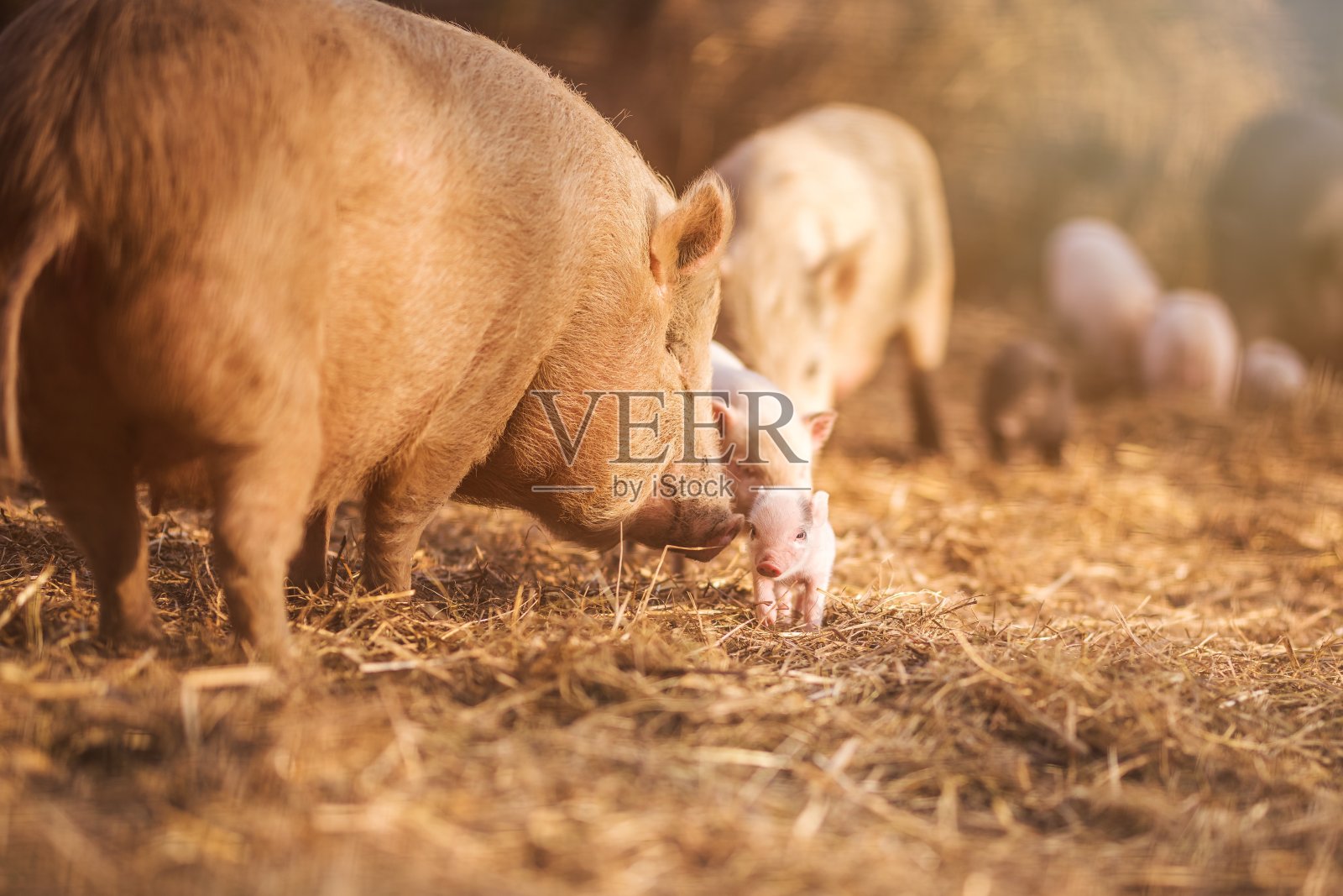 农场里的小猪照片摄影图片