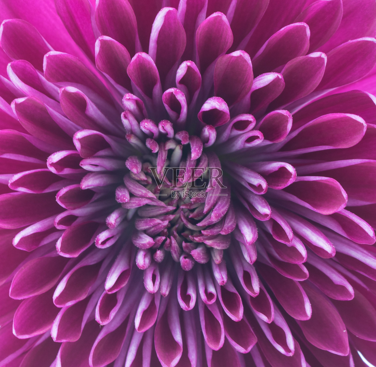紫色的菊花照片摄影图片