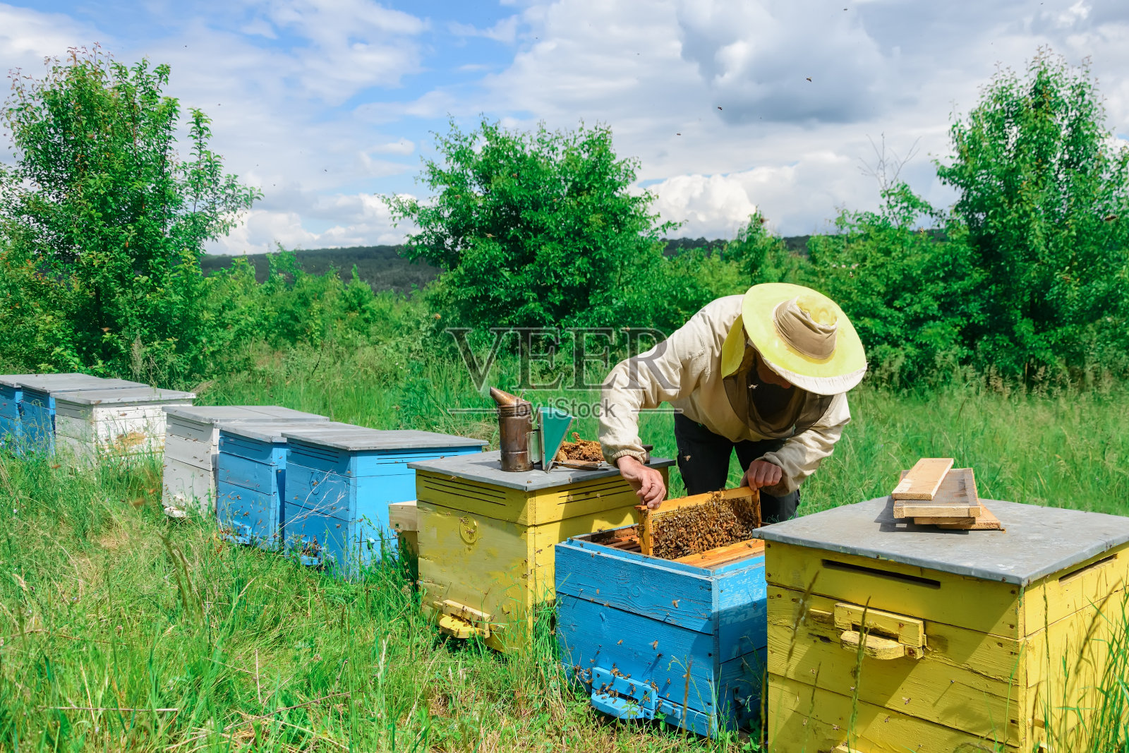 养蜂场。养蜂人在蜂箱附近与蜜蜂一起工作。养蜂。照片摄影图片
