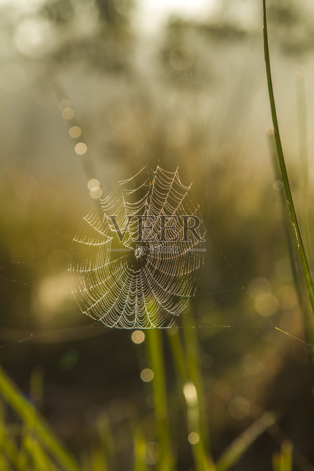 背光下的蜘蛛网和模糊的背景照片摄影图片