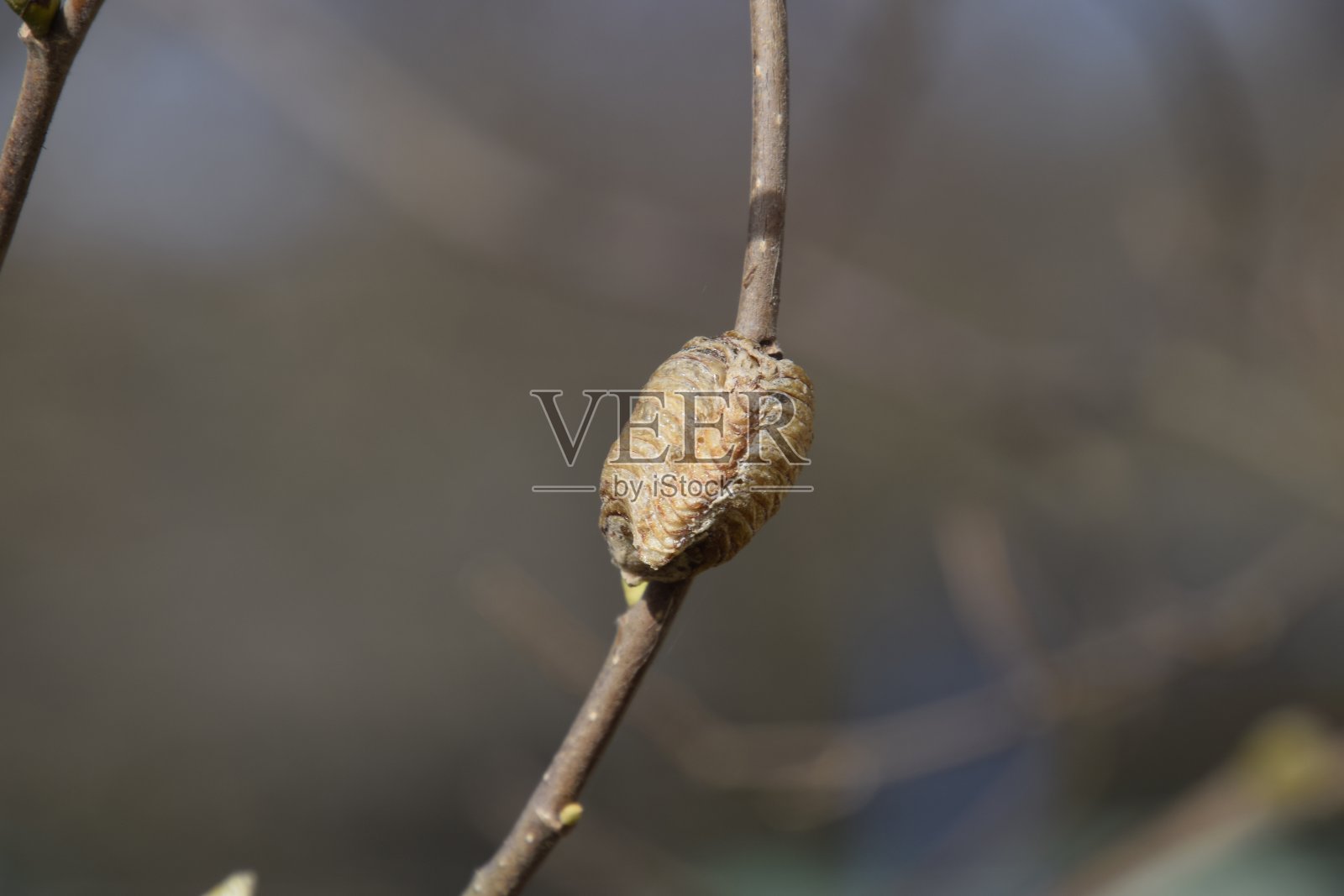 在树枝上的卵鞘螳螂。昆虫在茧里产下过冬的卵。榛子树枝上的oteca照片摄影图片