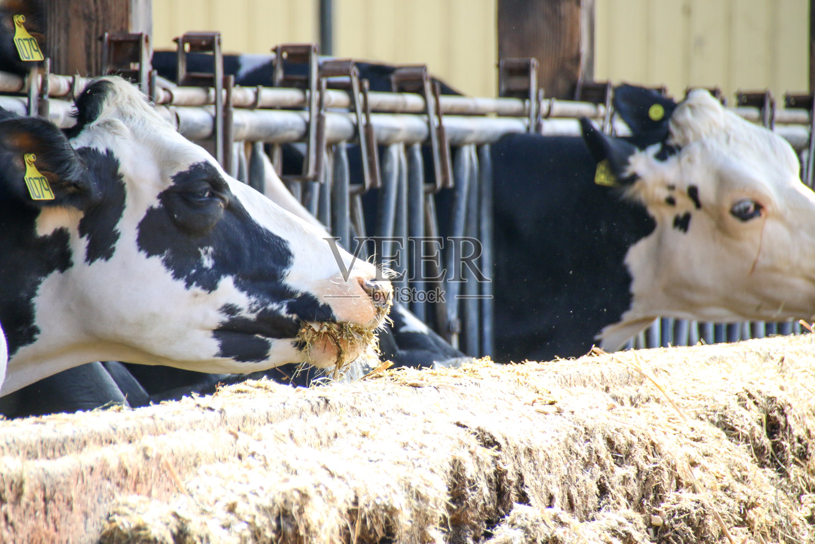 农业和奶牛照片摄影图片