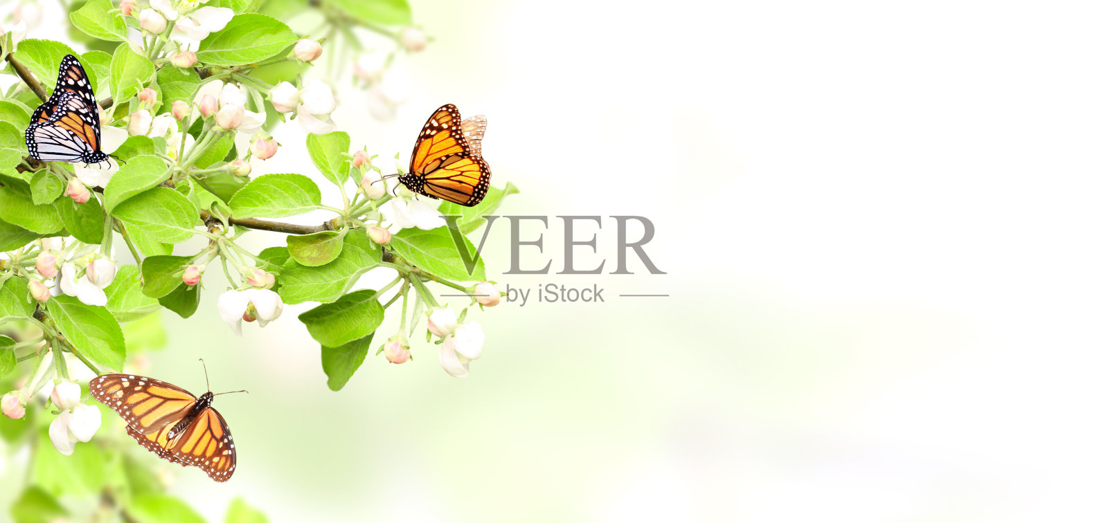 苹果树花和黑脉金斑蝶照片摄影图片