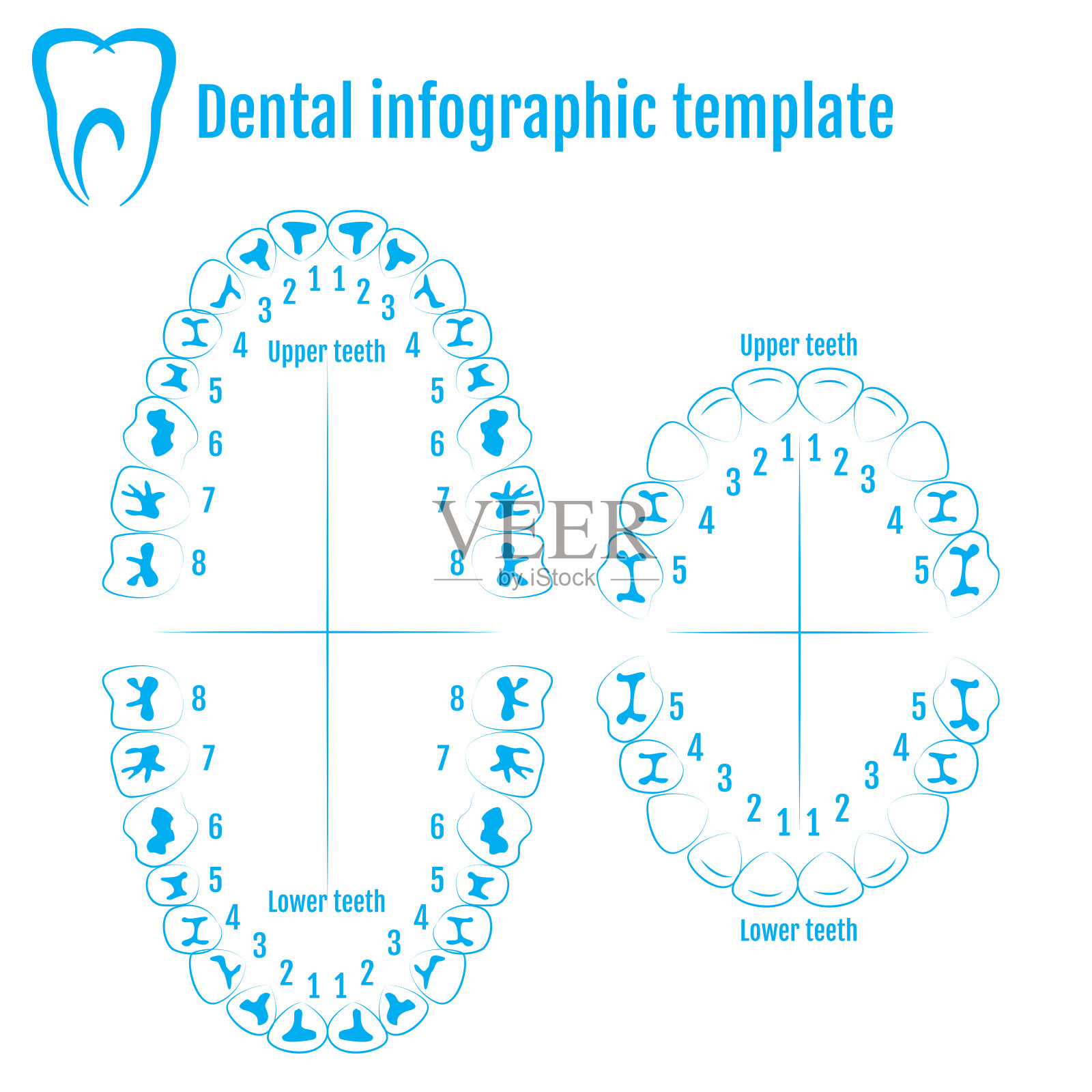 正畸医师人类牙齿解剖向量与编号的牙齿的一个成人和一个孩子。医疗牙科信息图表模板插画图片素材