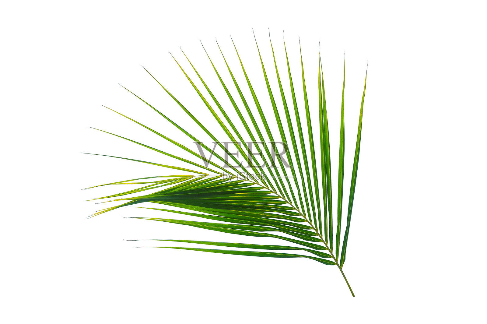 在白色上孤立的热带椰子棕榈叶照片摄影图片