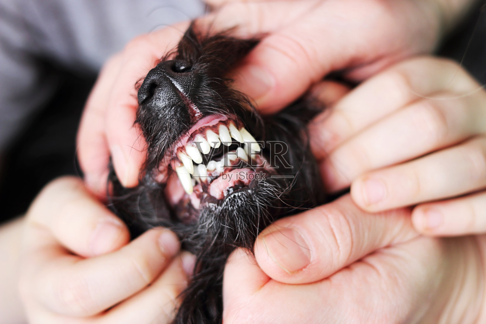 宠物狗的错颌畸形照片摄影图片