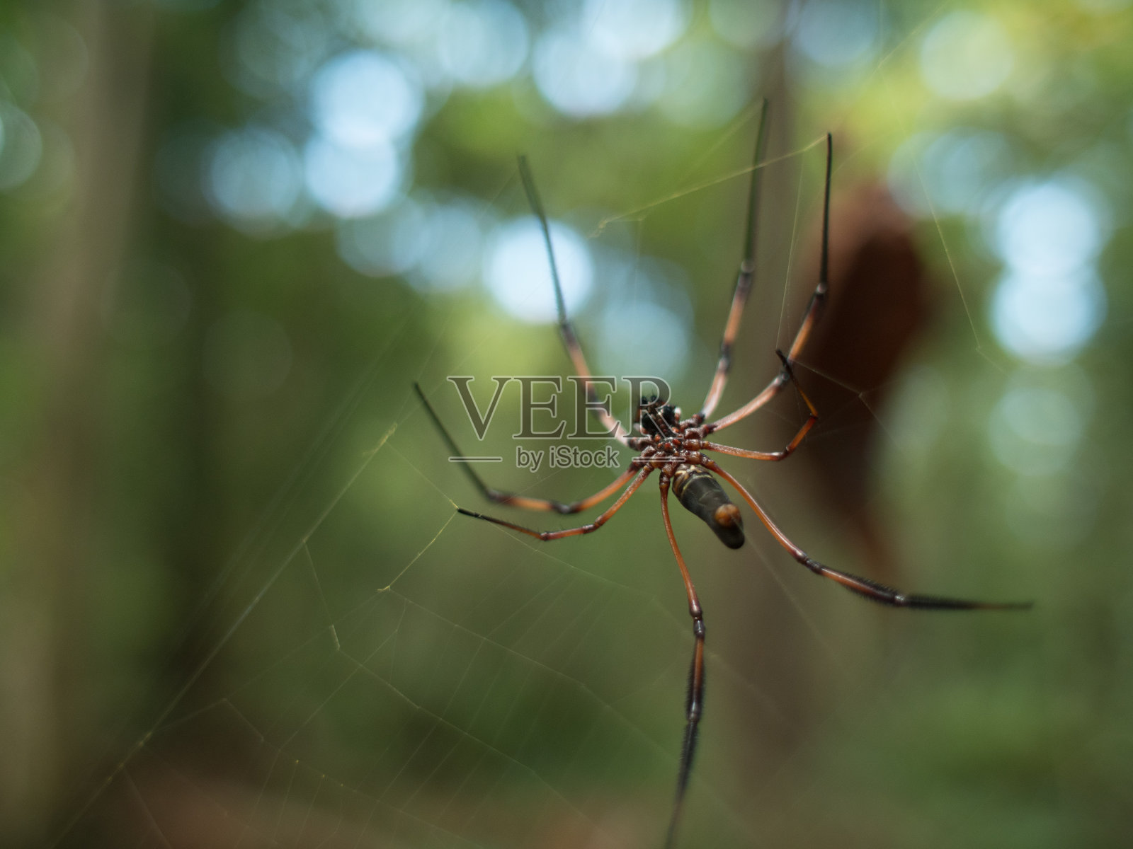 在塞舌尔的一张网上，一只金色的圆织布蜘蛛的侧面图照片摄影图片