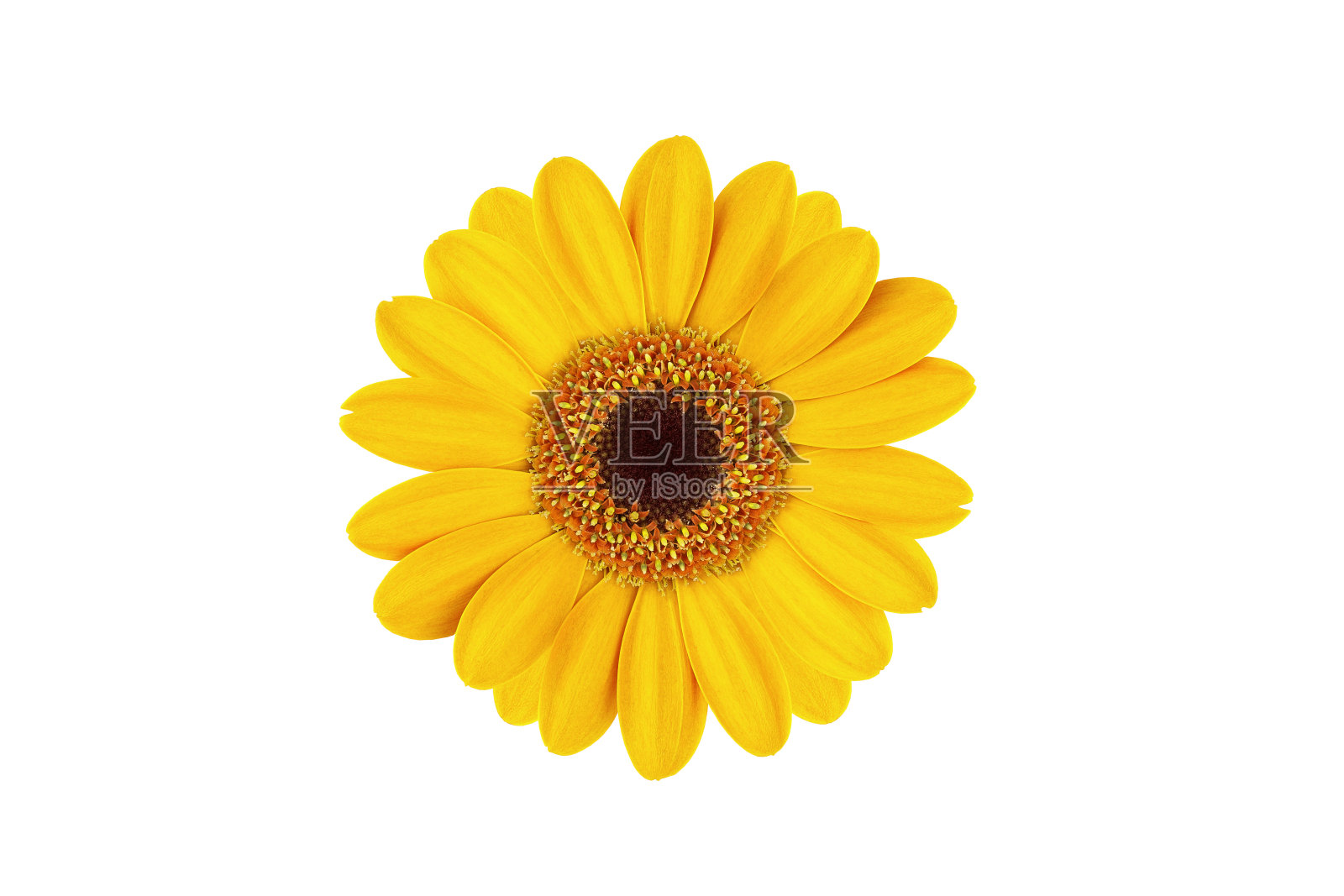 美丽的非洲菊与黄色的花瓣和黄色的心在白色孤立的背景。设计器的模式。照片摄影图片
