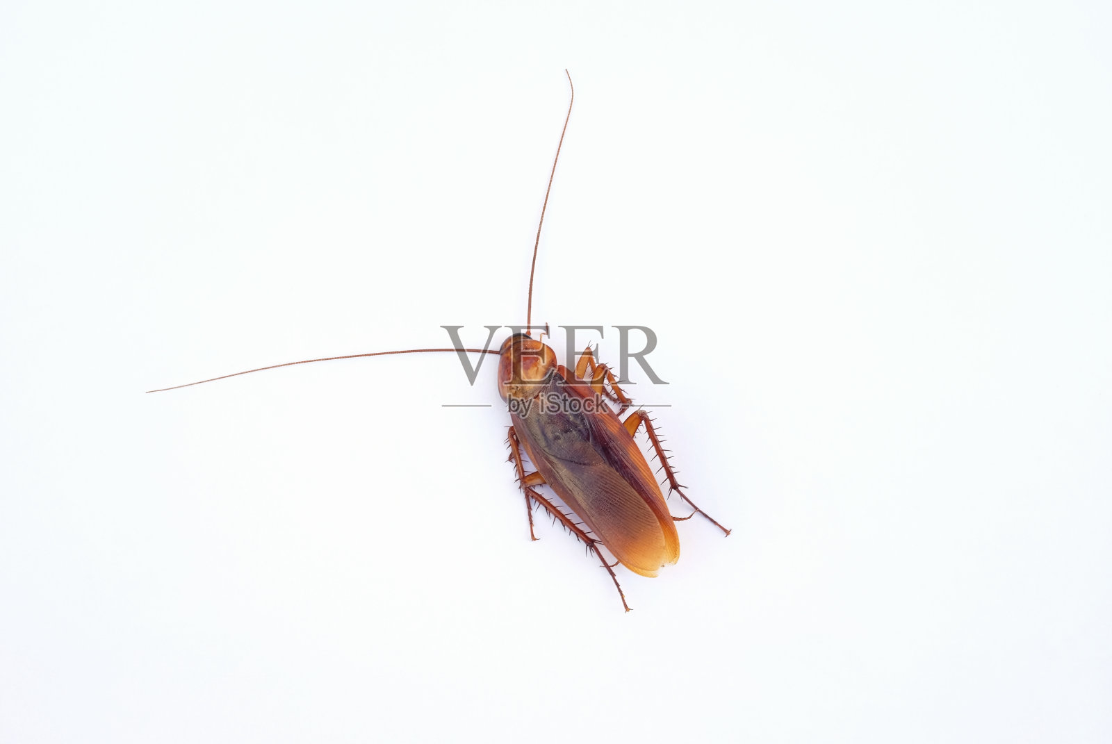白色背景上的死蟑螂照片摄影图片