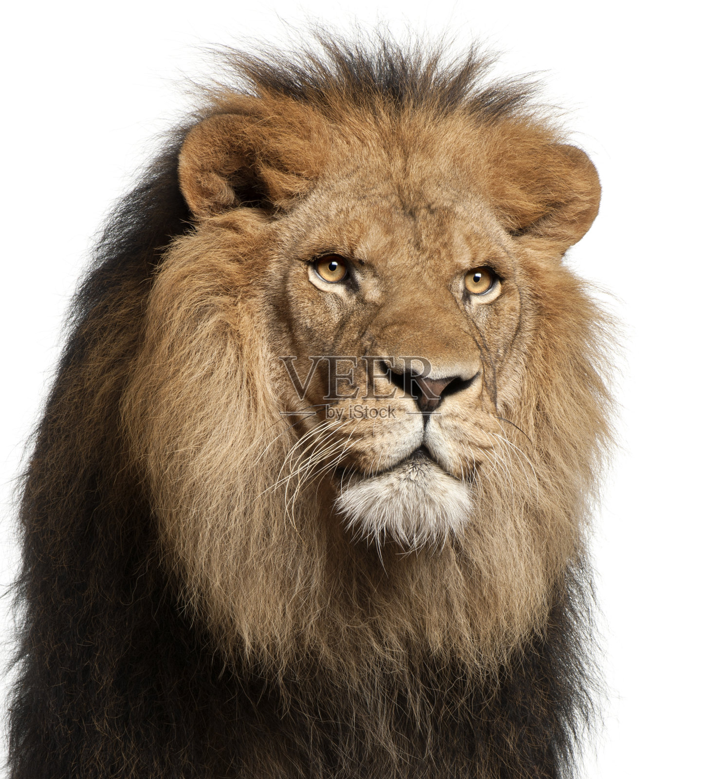 狮子的特写，Panthera leo, 8岁，在白色的背景前照片摄影图片