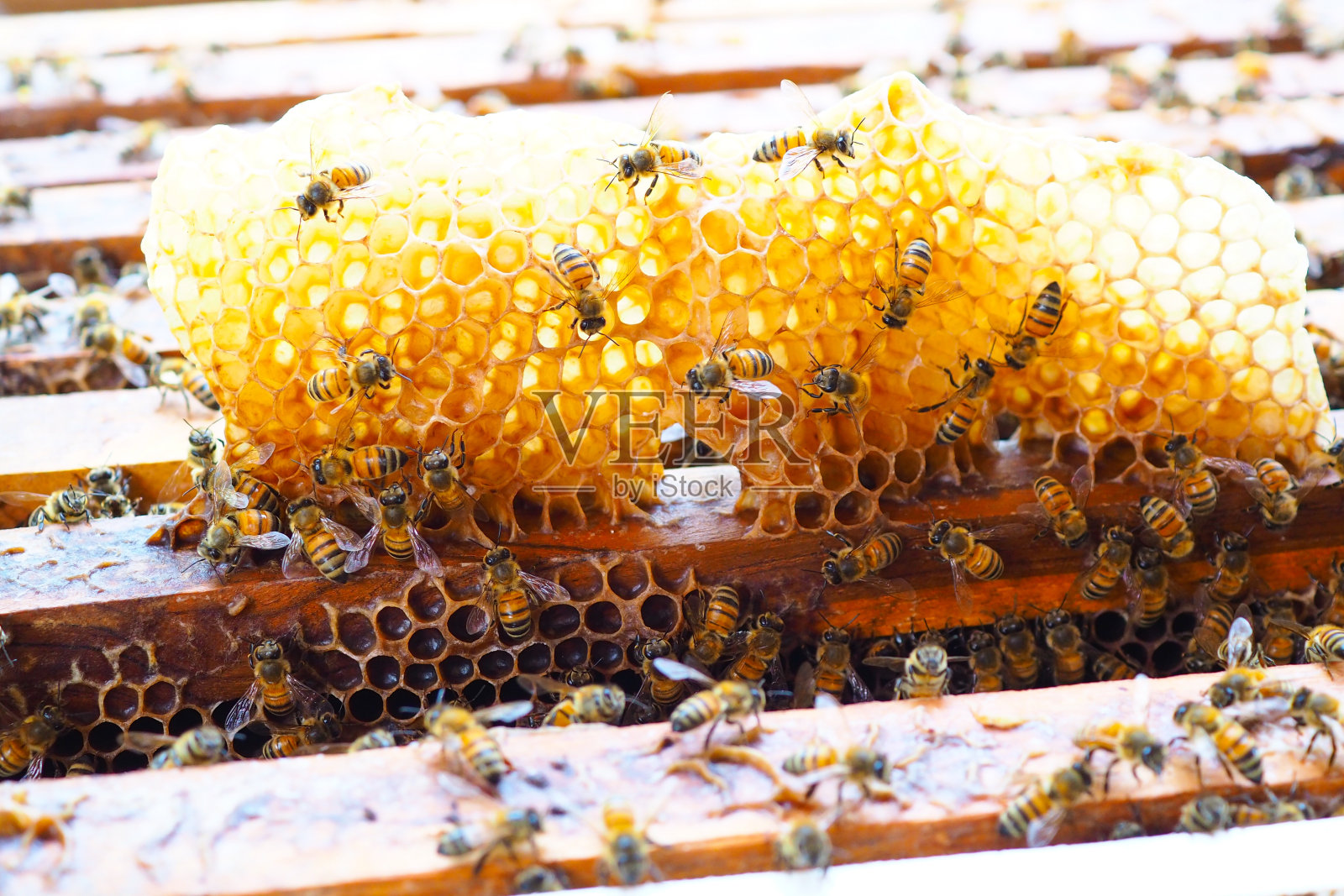 蜜蜂-蜂房照片摄影图片