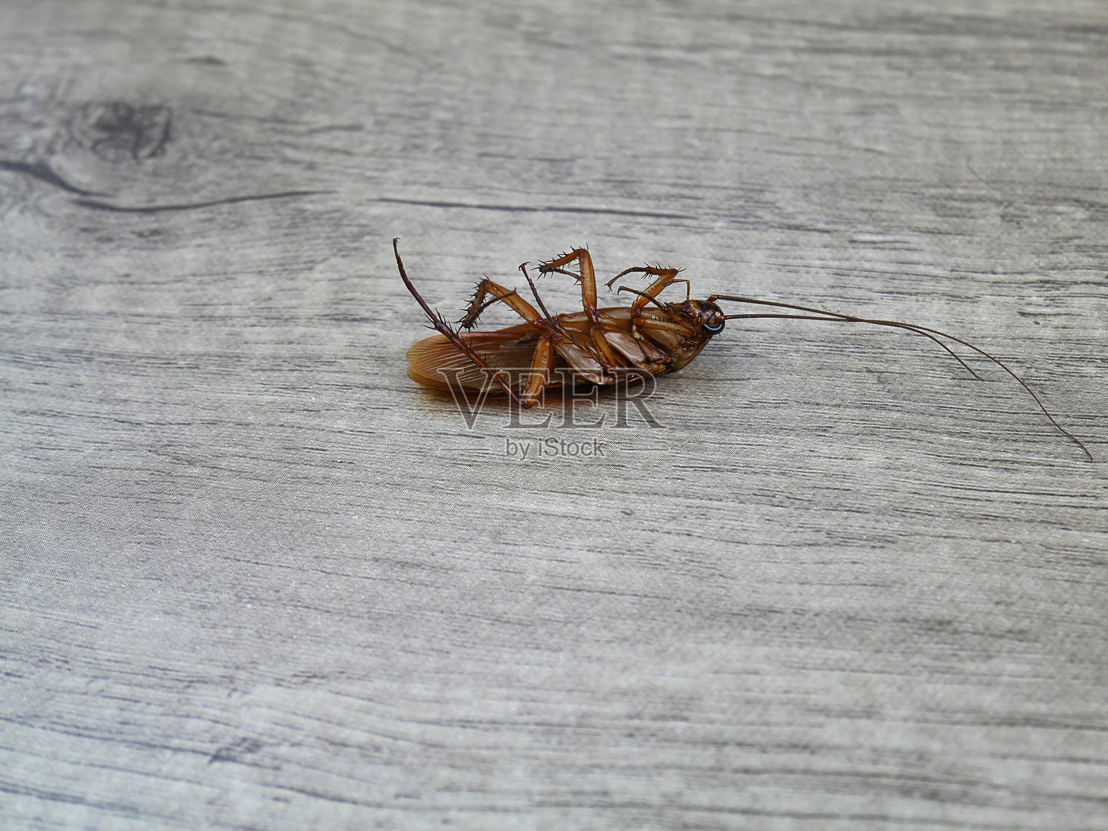 死蟑螂照片摄影图片