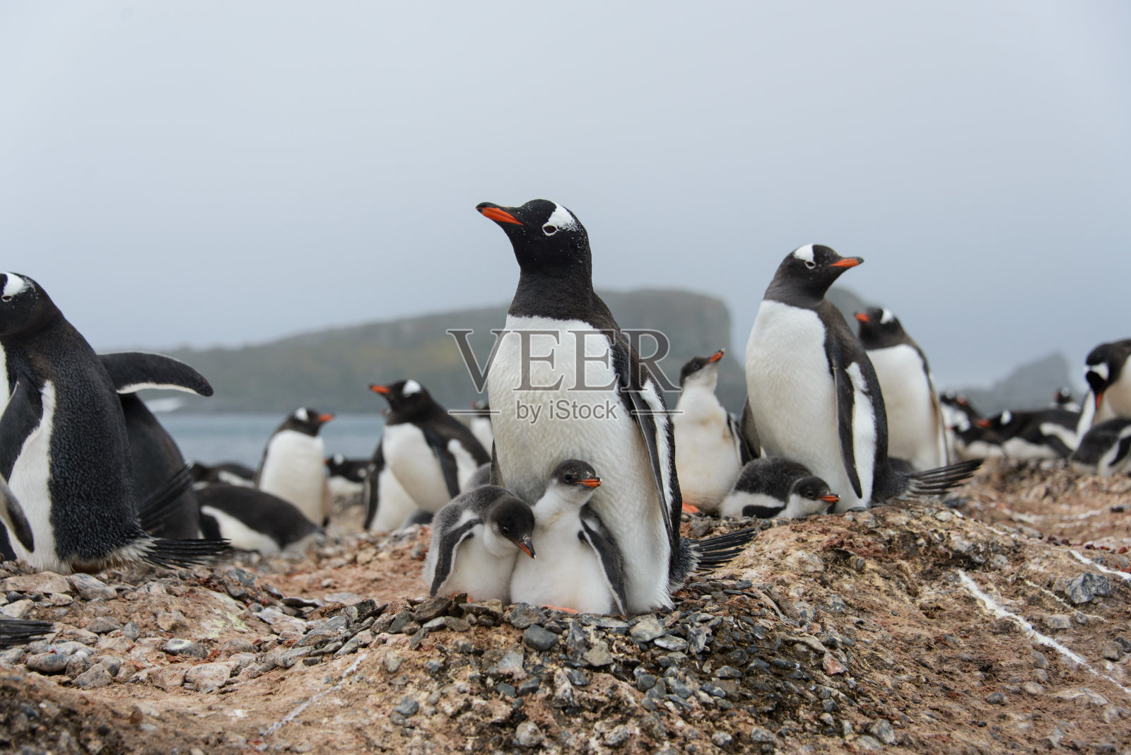巴布亚企鹅和雏鸟在巢里照片摄影图片