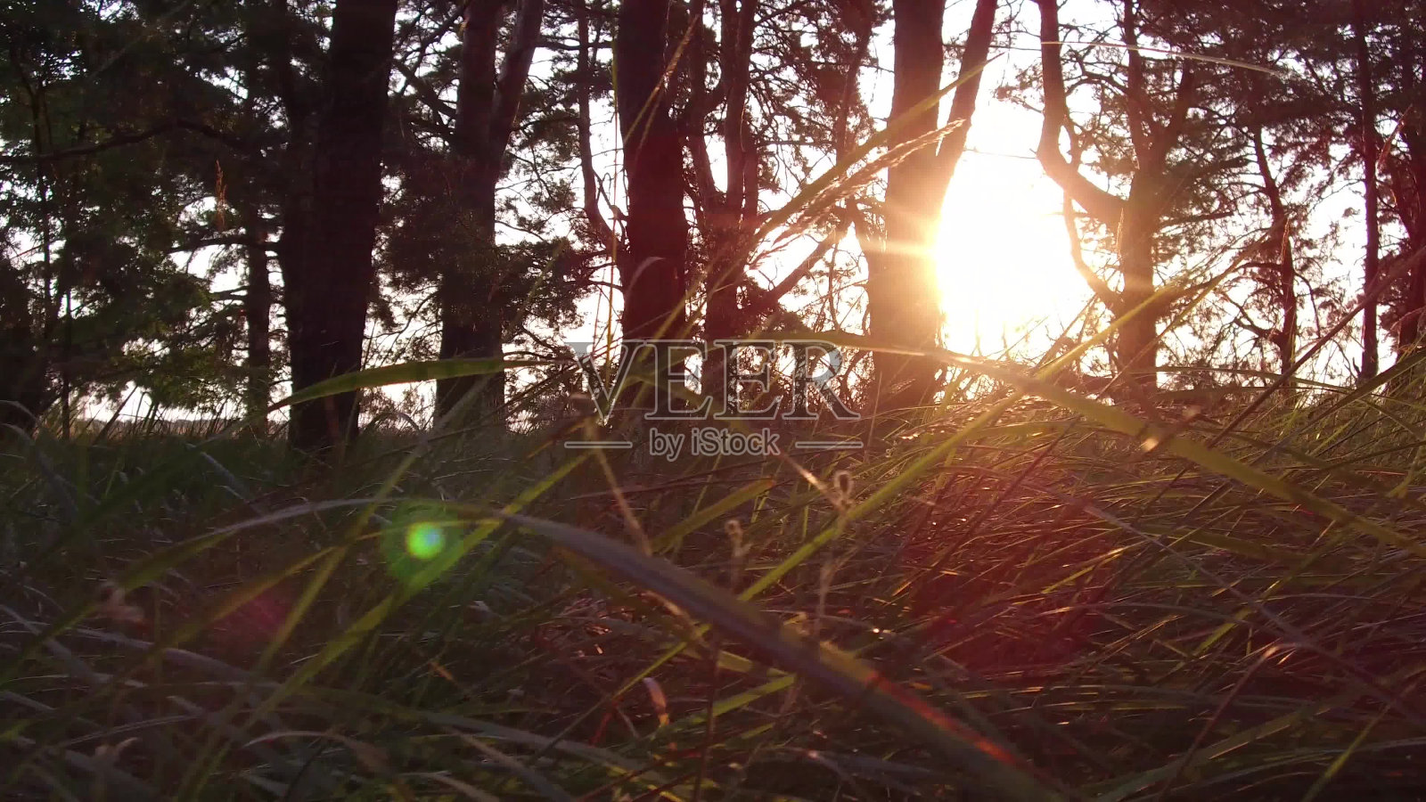 森林松树移动阳光眩太阳。秋天日出自然美丽的风景定格镜头拍摄运动视频照片摄影图片