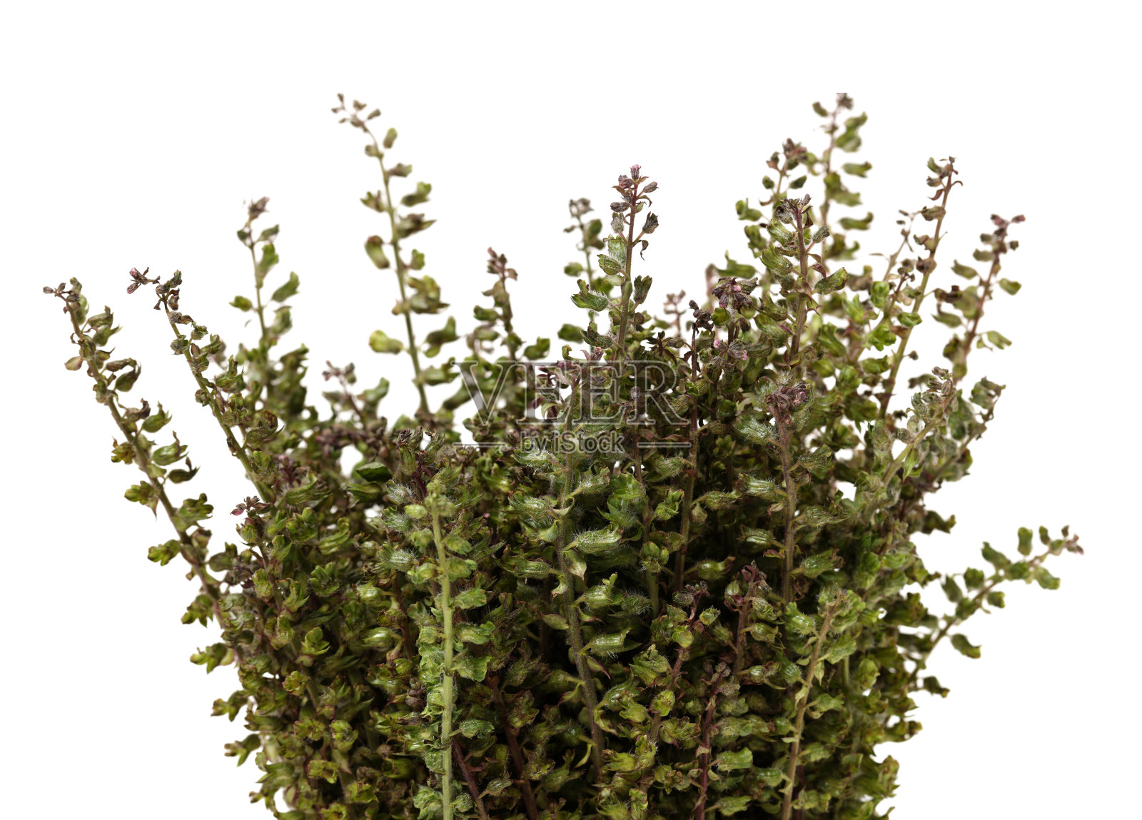 紫苏属草本植物种子，用于传统的中草药，在白色的背景上分离。苏紫。紫苏子frutescentis照片摄影图片