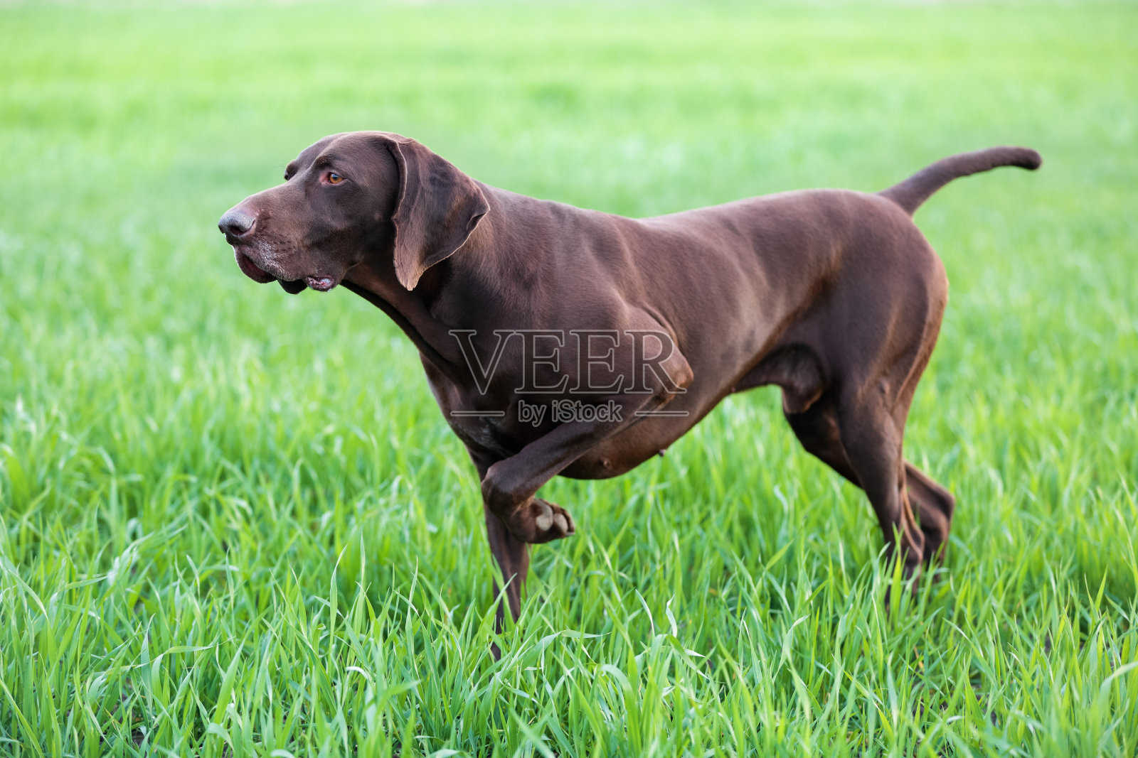 一只肌肉发达的棕褐色猎犬，纯种德国短毛猎犬，站在田野中间的草地上，嗅着野味。照片摄影图片