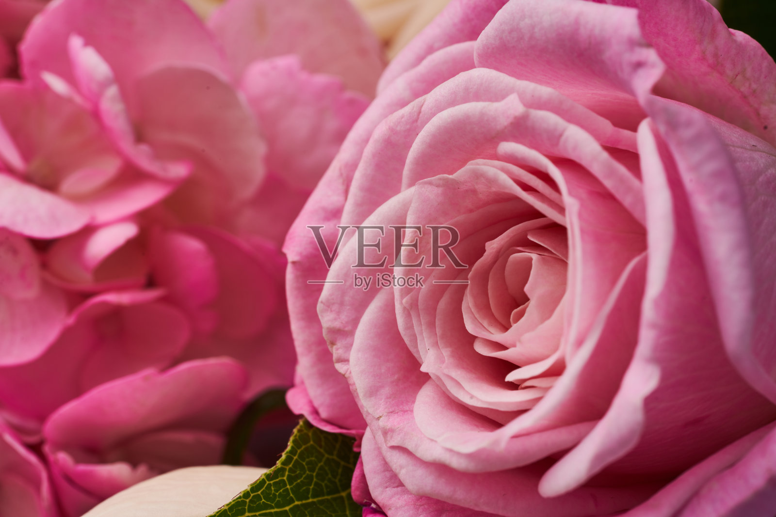 美丽的粉红玫瑰，特写。一部分玫瑰花束。照片摄影图片