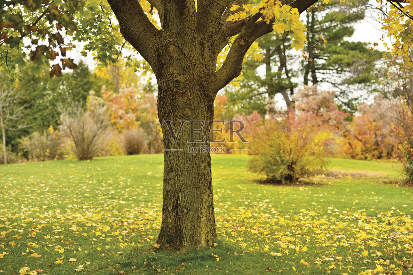 树干的枫树在秋天的风景照片摄影图片