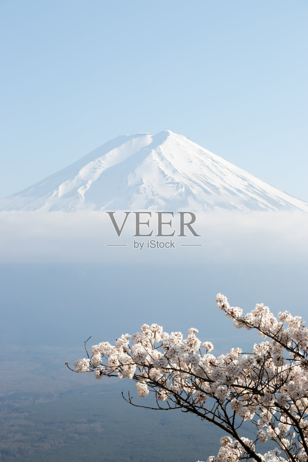 以日本富士山为背景，以樱花为前景照片摄影图片