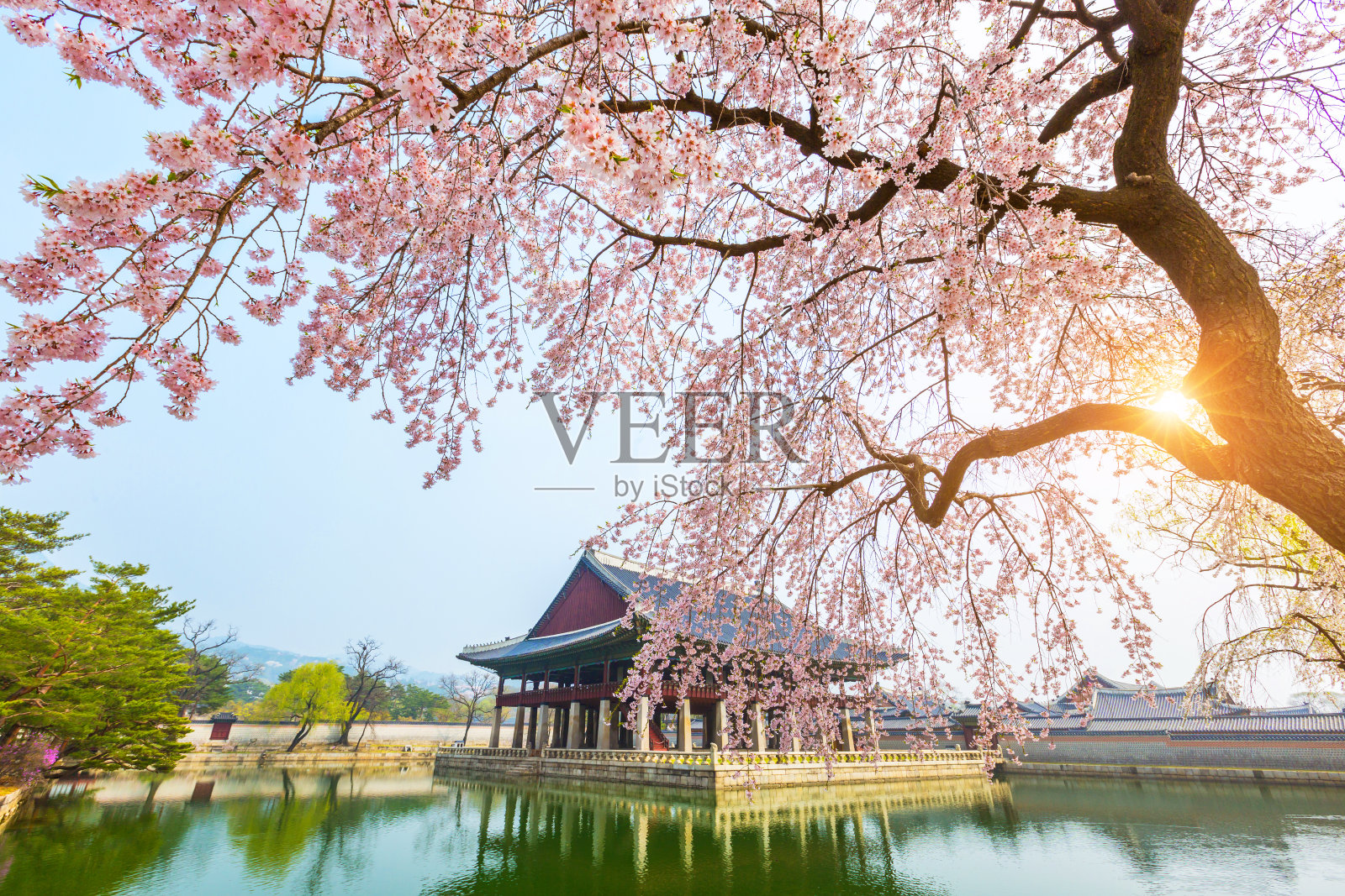 韩国首尔庆福宫的樱花盛开的春天。照片摄影图片