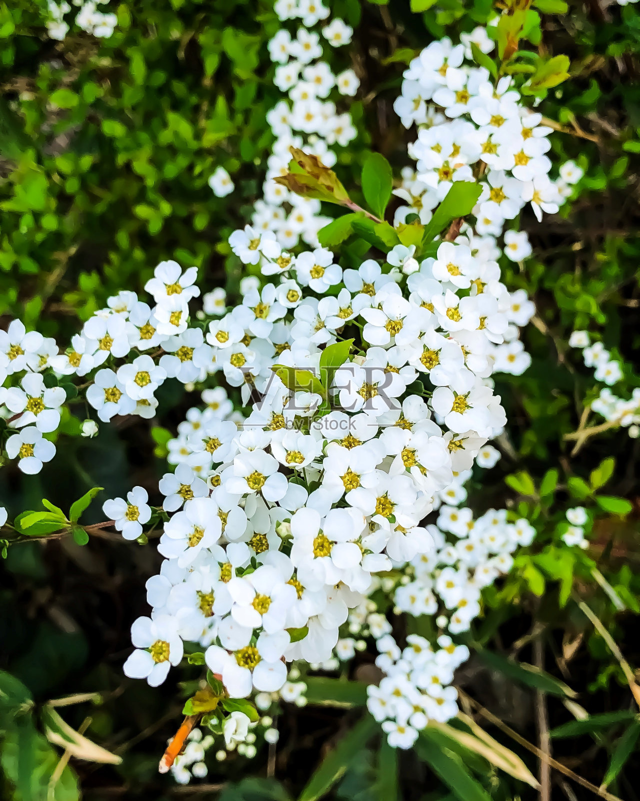 Spiraea thunbergii-Thunberg的绣线菊属植物照片摄影图片