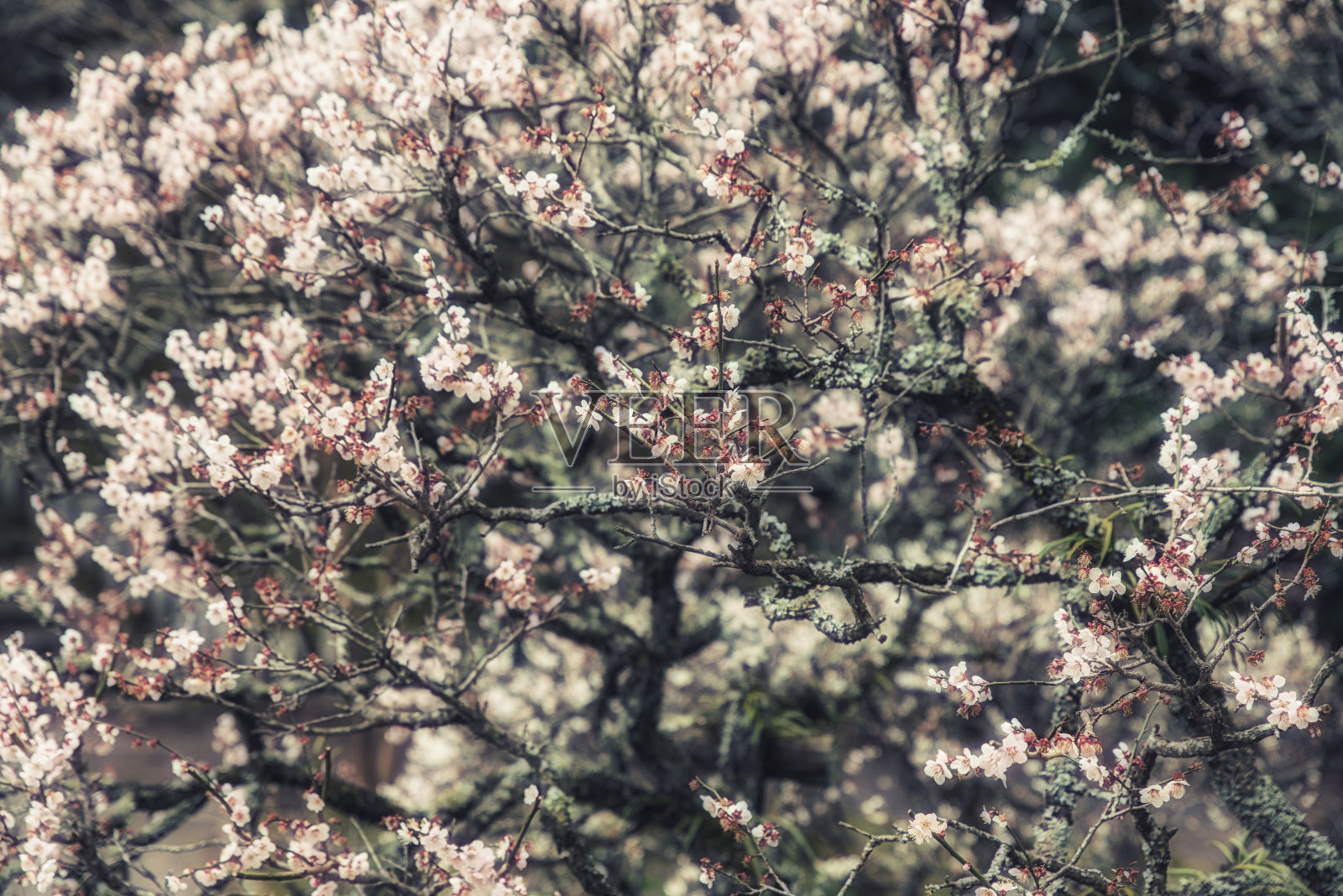 春天的樱花照片摄影图片