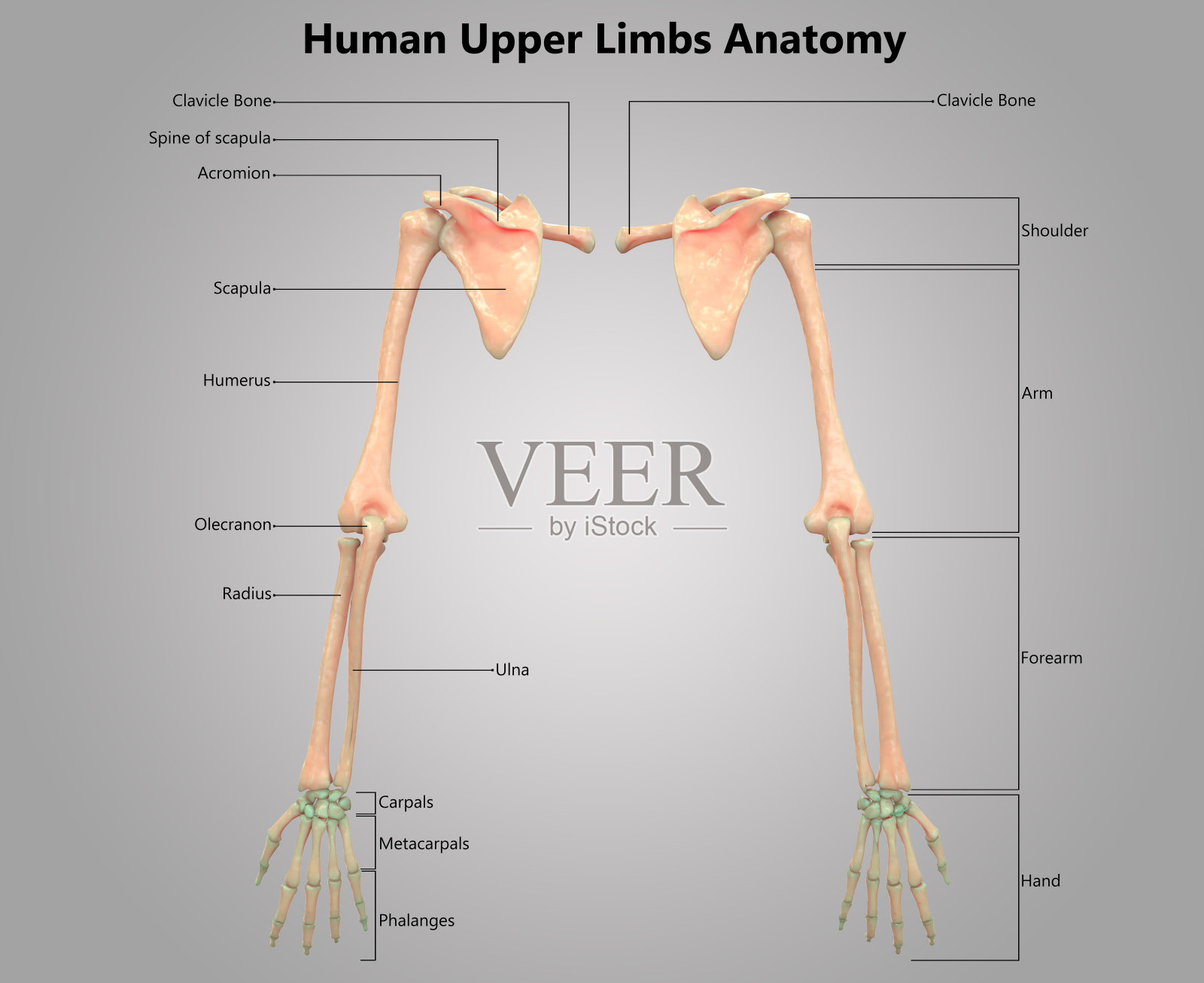 人体骨骼系统上肢标签设计解剖学照片摄影图片