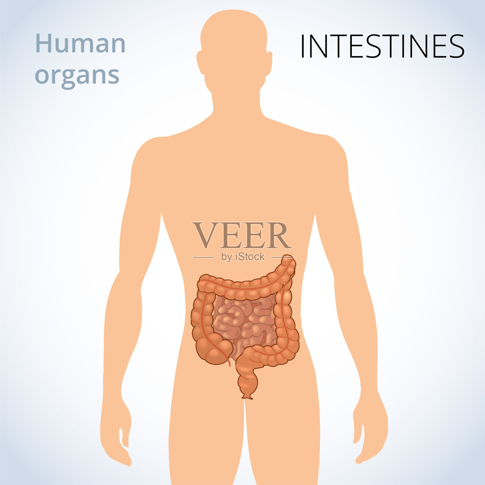 肠道在体内的位置，即人类的消化系统插画图片素材