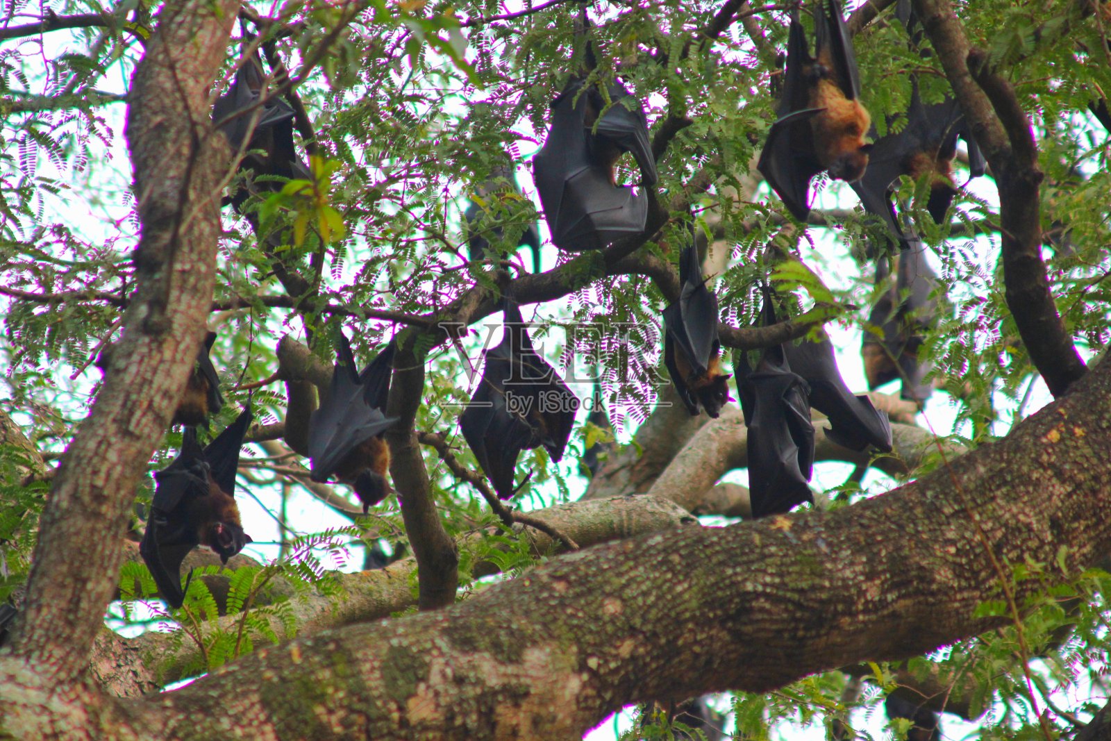 蝙蝠白天在树上休息!照片摄影图片