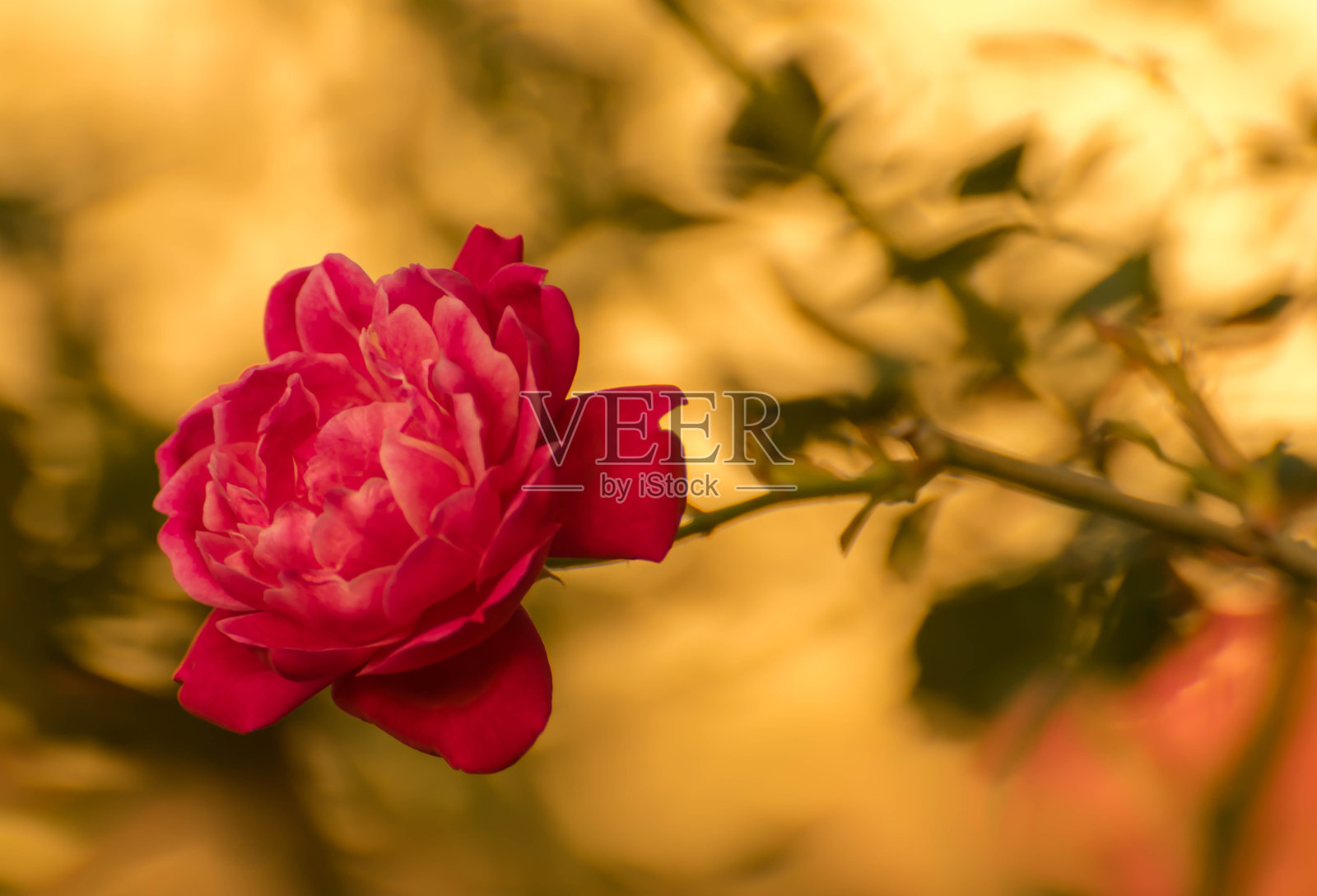 盛开的红玫瑰，背景是黄色的照片摄影图片