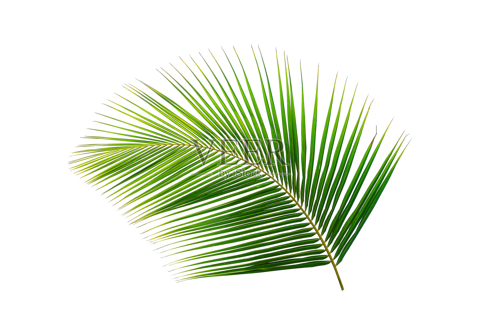 在白色上孤立的热带椰子棕榈叶照片摄影图片