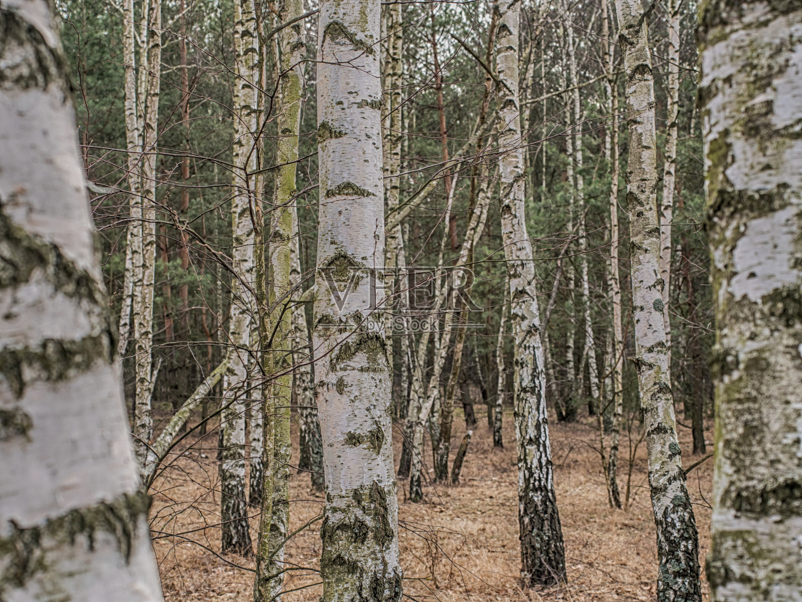 春天在波兰森林中的桦树矮林照片摄影图片
