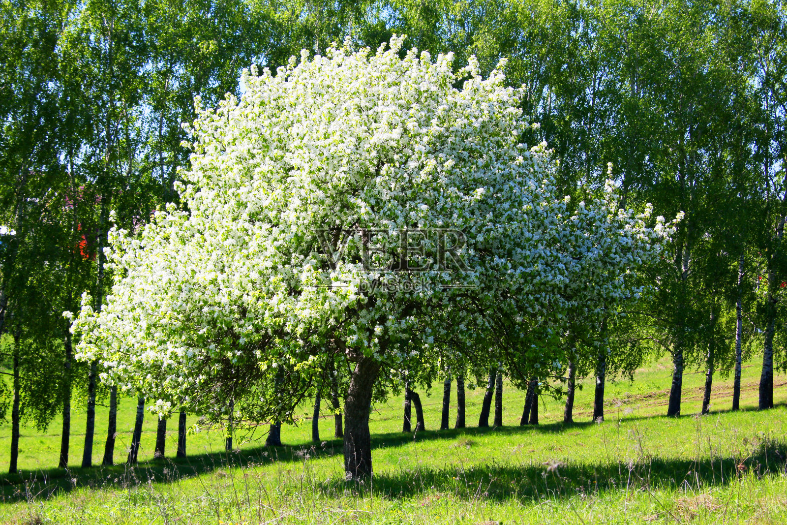 春天开花的苹果树照片摄影图片