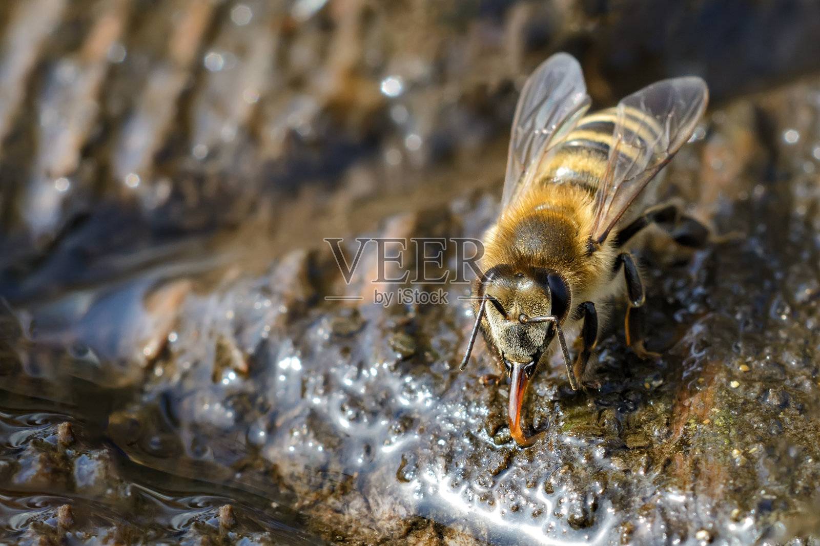 在春天喝水的蜜蜂。昆虫和水。照片摄影图片