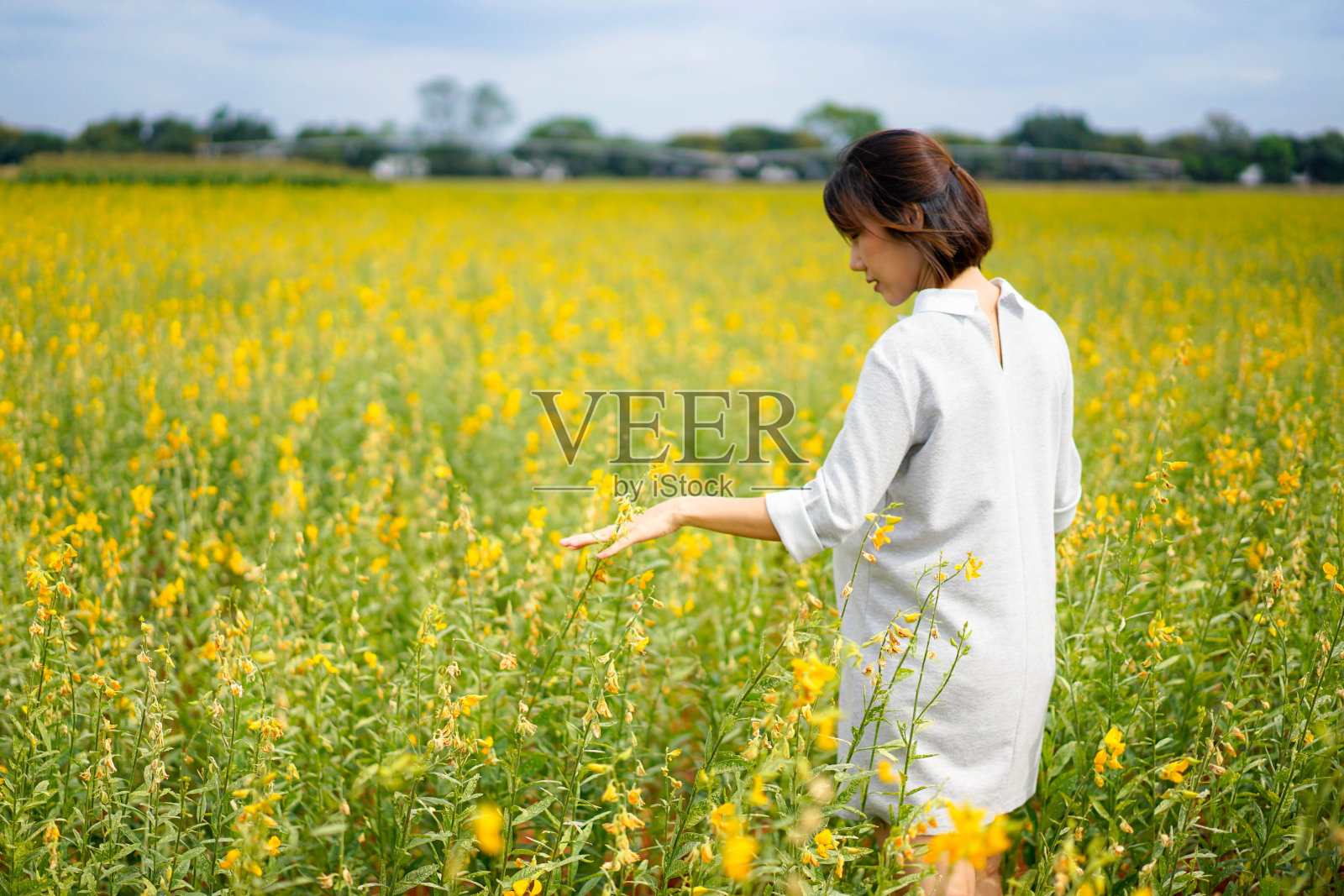 温暖的阳光下，一名孕妇伸出手去触摸黄花田中的花朵照片摄影图片