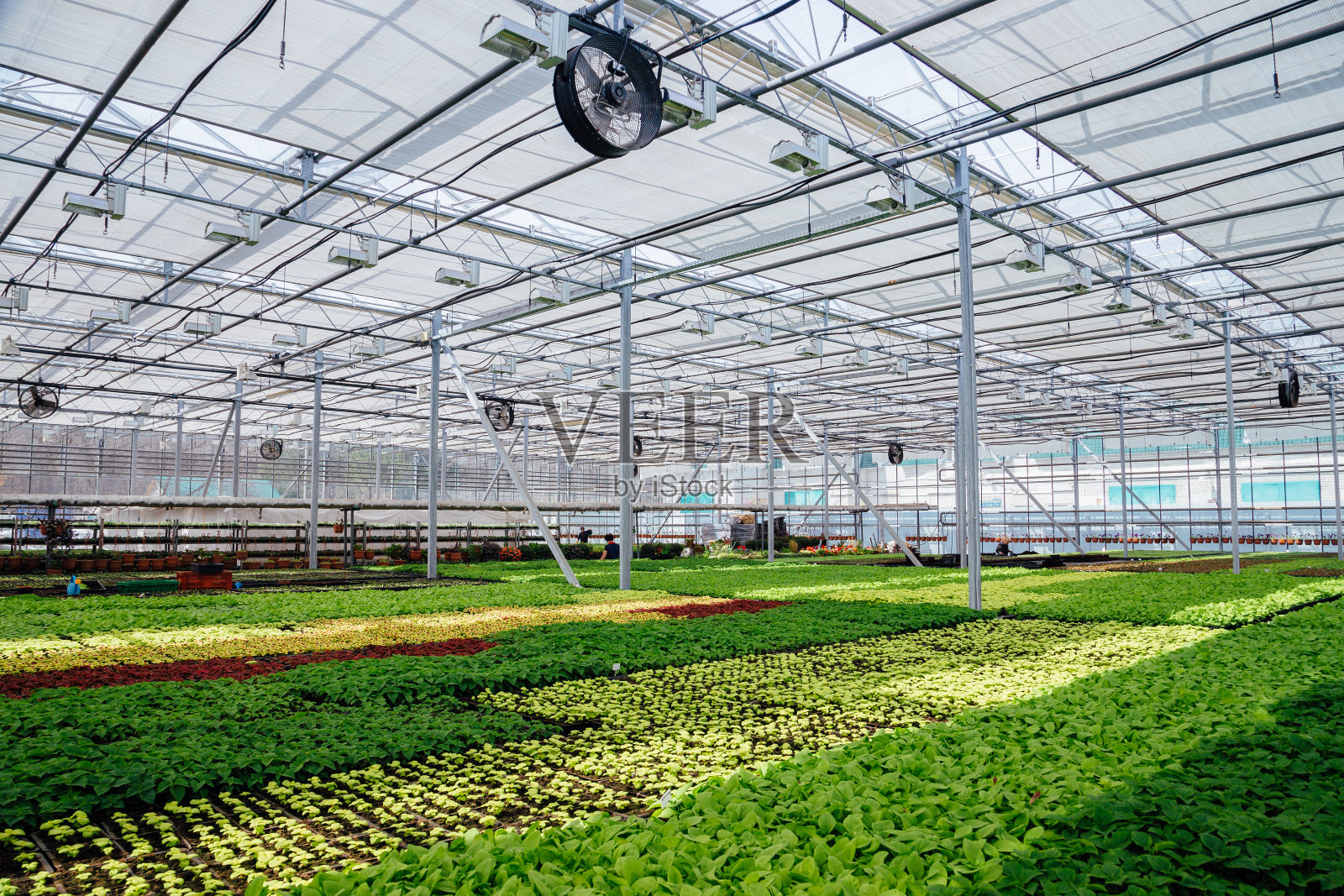 具有气候控制系统的现代水培温室，用于种植花卉和园艺观赏植物照片摄影图片