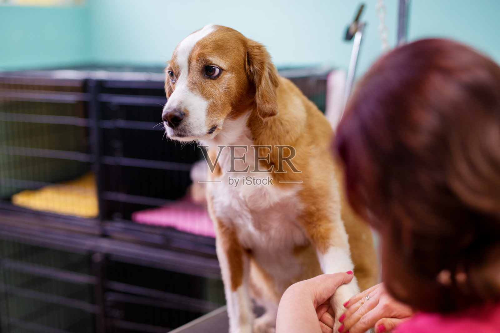 在动物沙龙里，一只棕白相间的小狗正在被一位女工剪爪子。照片摄影图片