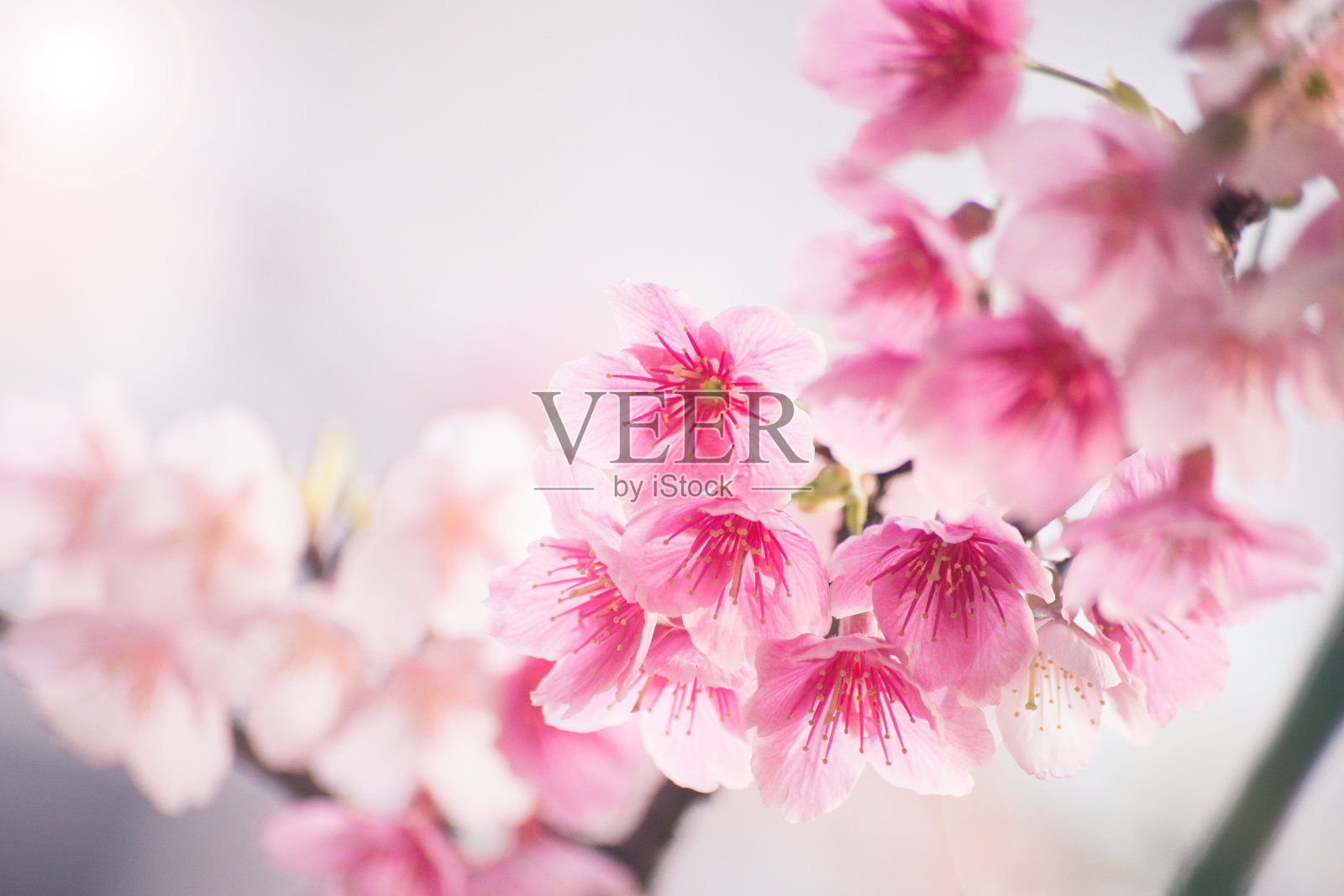美丽的樱花盛开在春天的天空。照片摄影图片