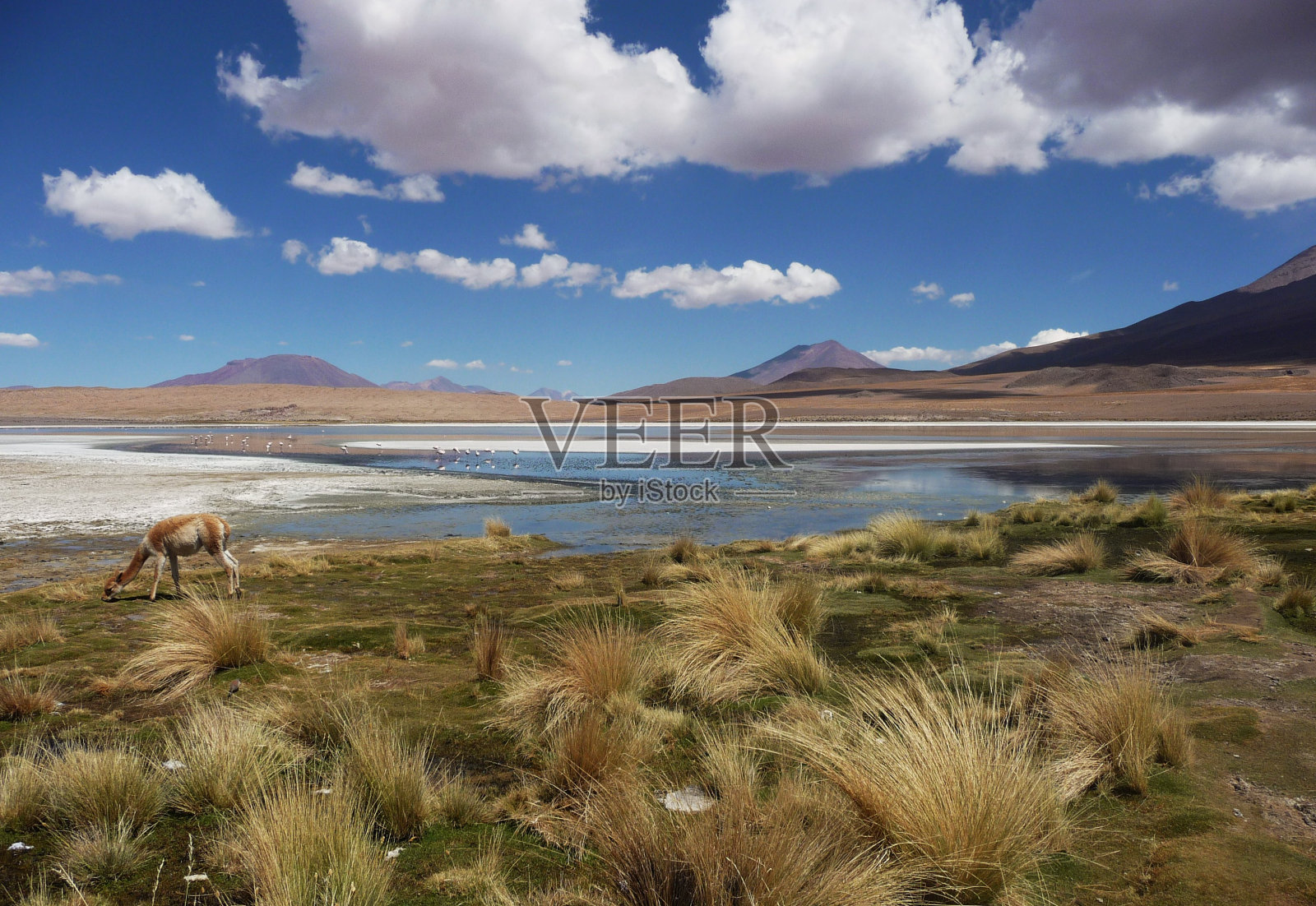 玻利维亚盐沼上的小羊驼照片摄影图片