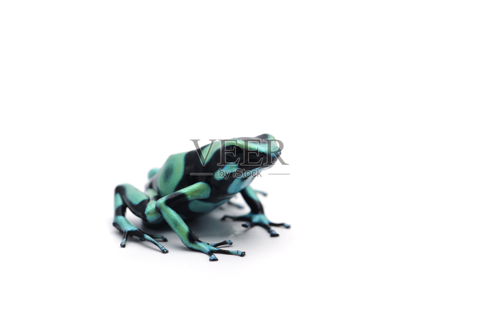 蓝色飞镖蛙孤立在白色背景照片摄影图片