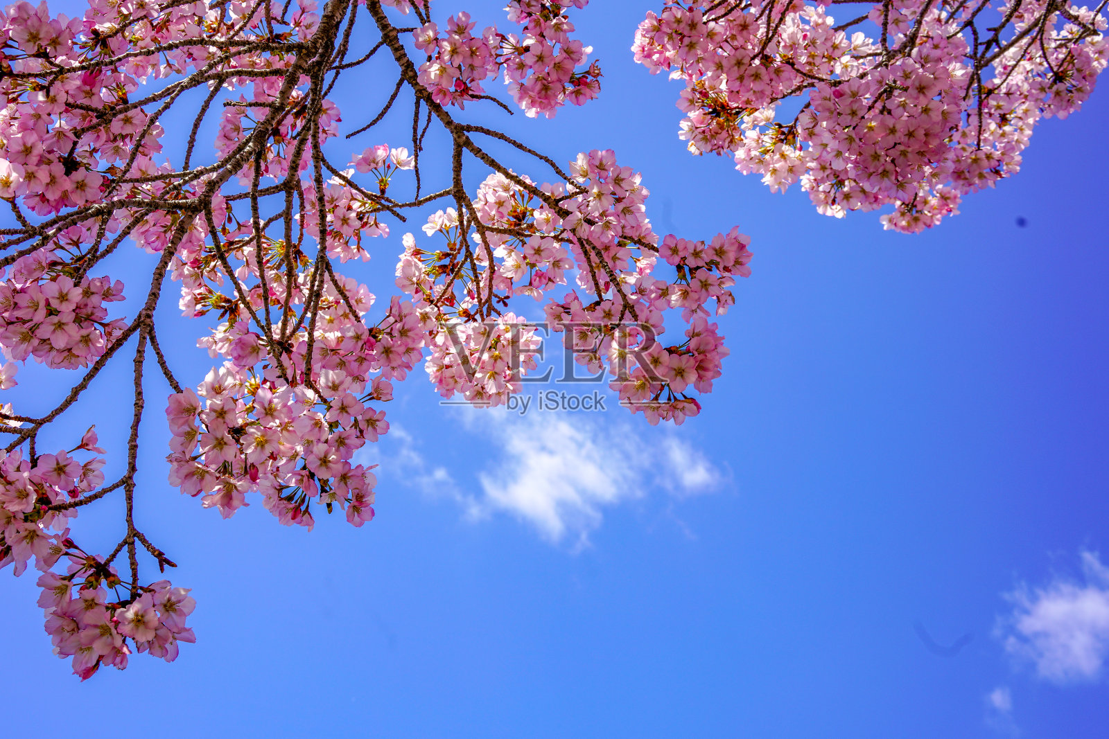 美国华盛顿特区的四月樱花照片摄影图片