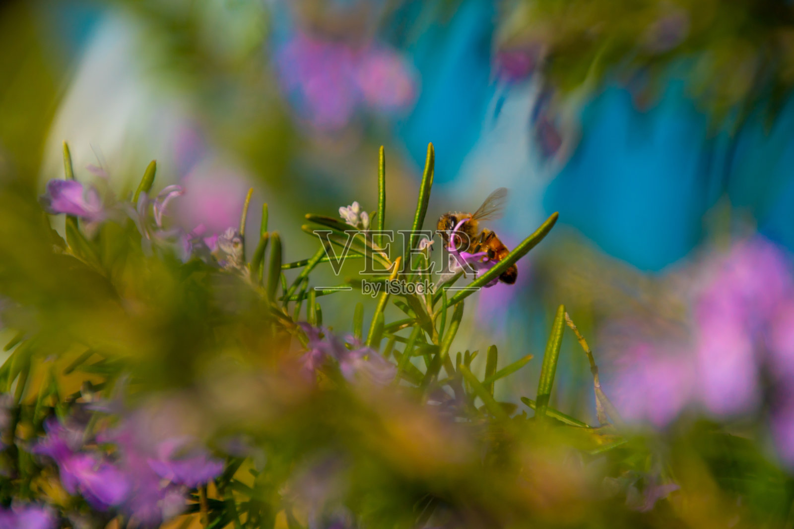 采蜜蜜蜂采蜜的蜜蜂照片摄影图片