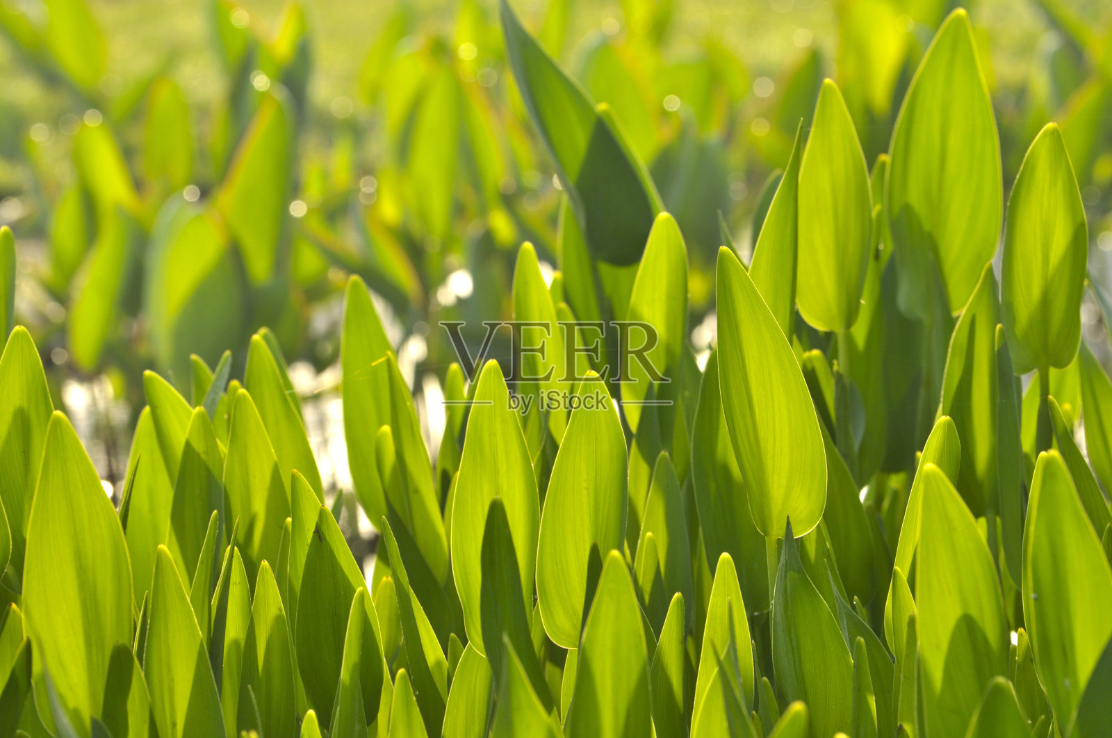 绿油油的，田野，草甸的叶子照片摄影图片