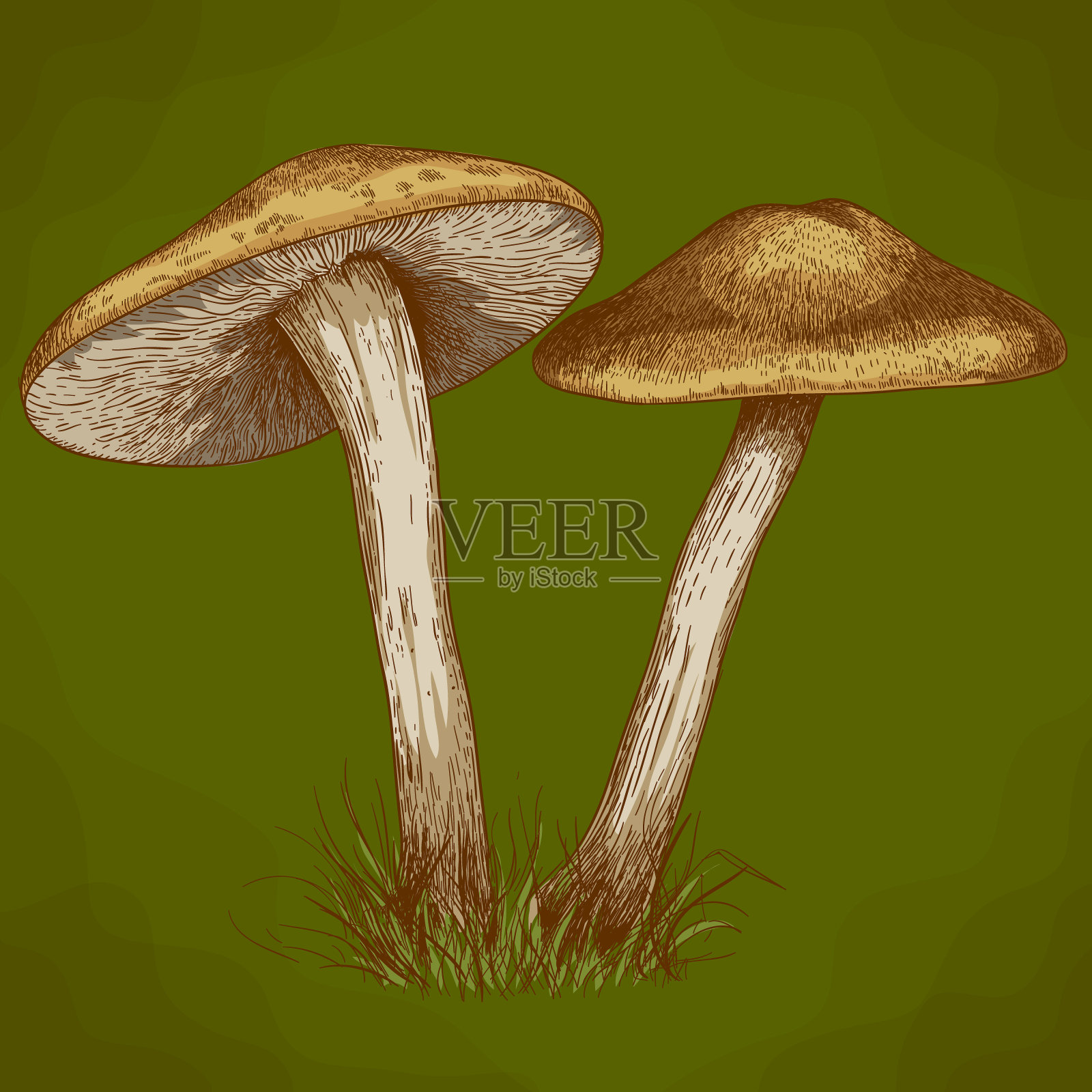 两个蘑菇的雕刻插图设计元素图片