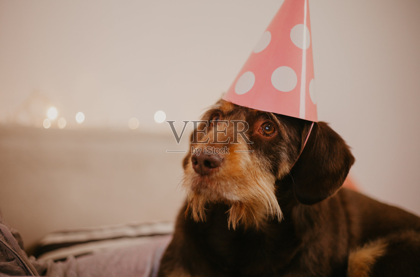 女孩庆祝她的狗的生日照片摄影图片